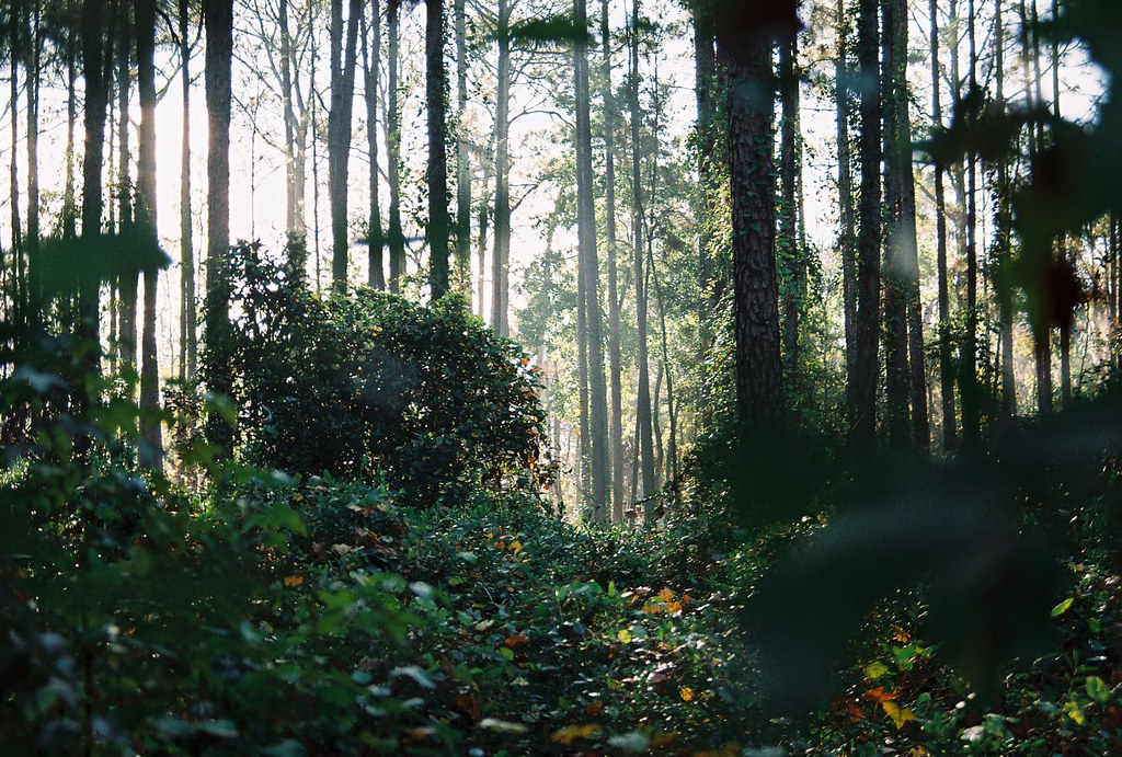 The Legacy Lives On: Modern Connections to Ancient Gardens (image credits: flickr)