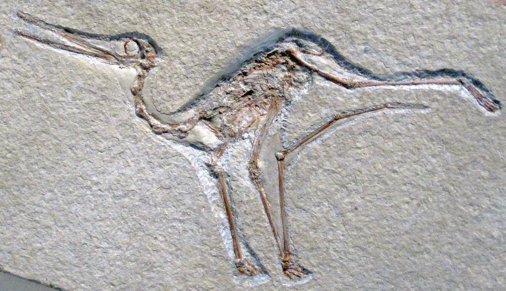 The Evolutionary Connection Between Dinosaurs and Birds (image credits: flickr)
