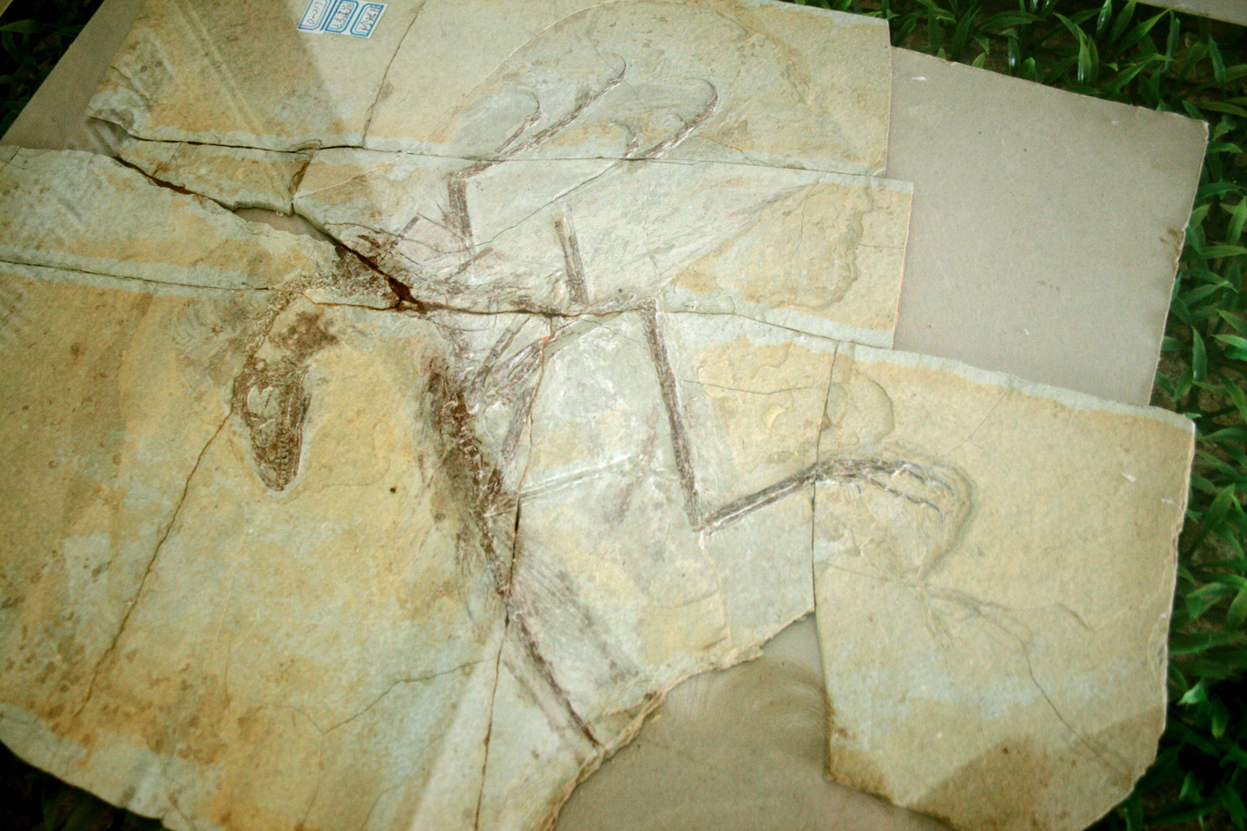 The Role of Feathers in Dinosaur Sleep (image credits: wikimedia)