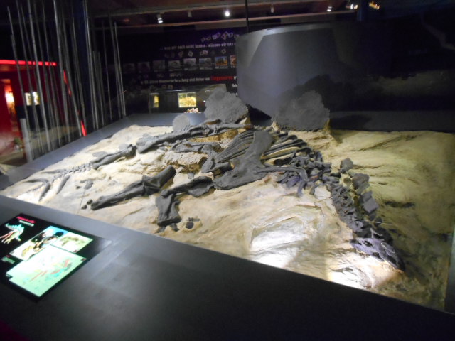 How Dinosaur Sleep Patterns Affected Their Daily Lives (image credits: wikimedia)