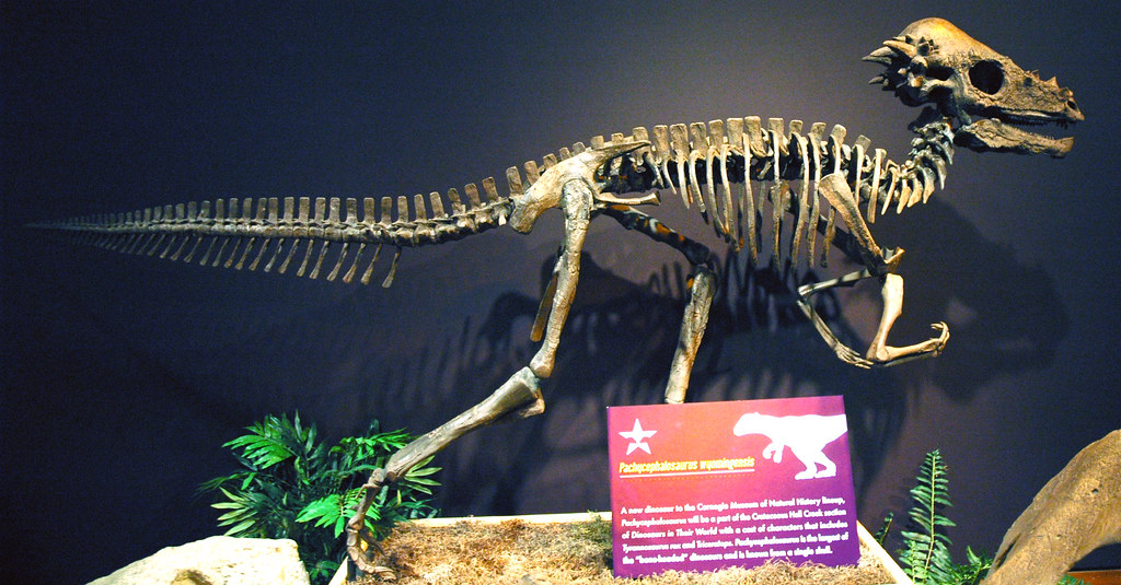 What This Means for Our Understanding of Dinosaur Intelligence (image credits: flickr)