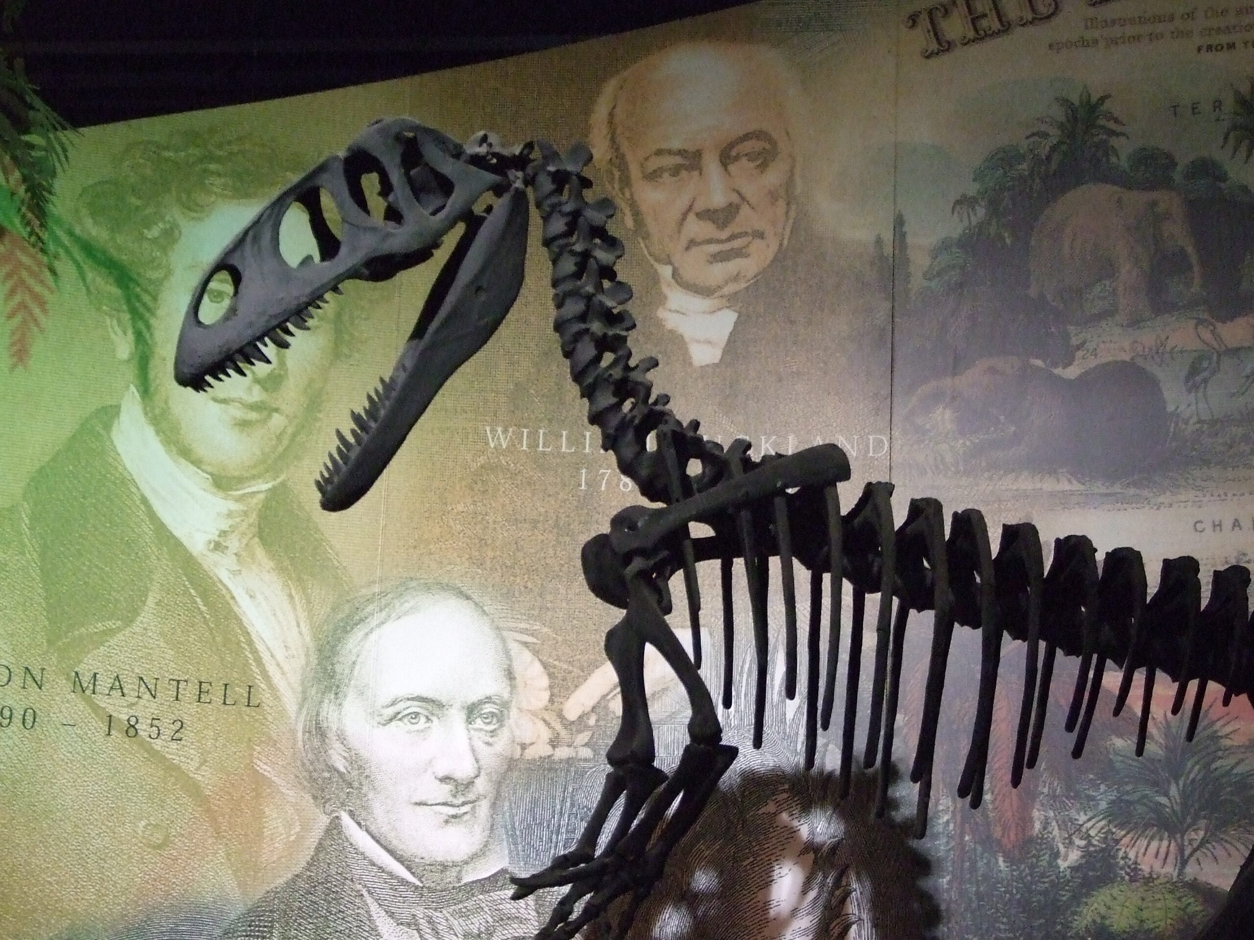 The Engineering Marvel of Cervical Ribs (image credits: wikimedia)