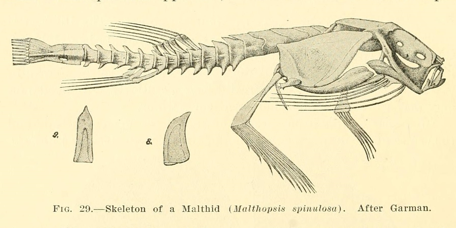Deep-Sea Cod and Their Bone Fortresses (image credits: wikimedia)