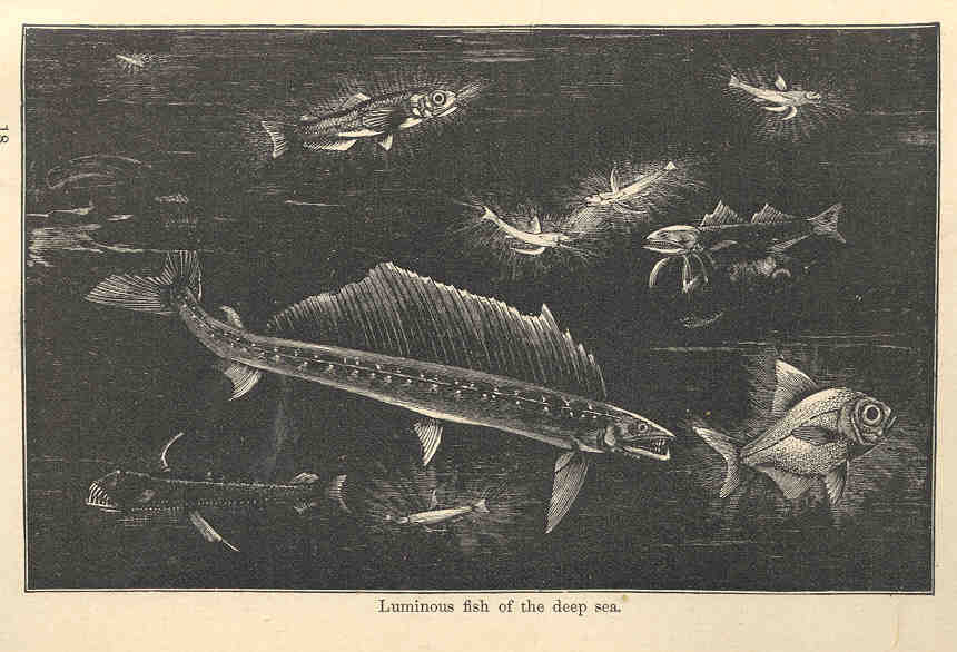 Snailfish: The Bone Cavity Acrobats (image credits: wikimedia)
