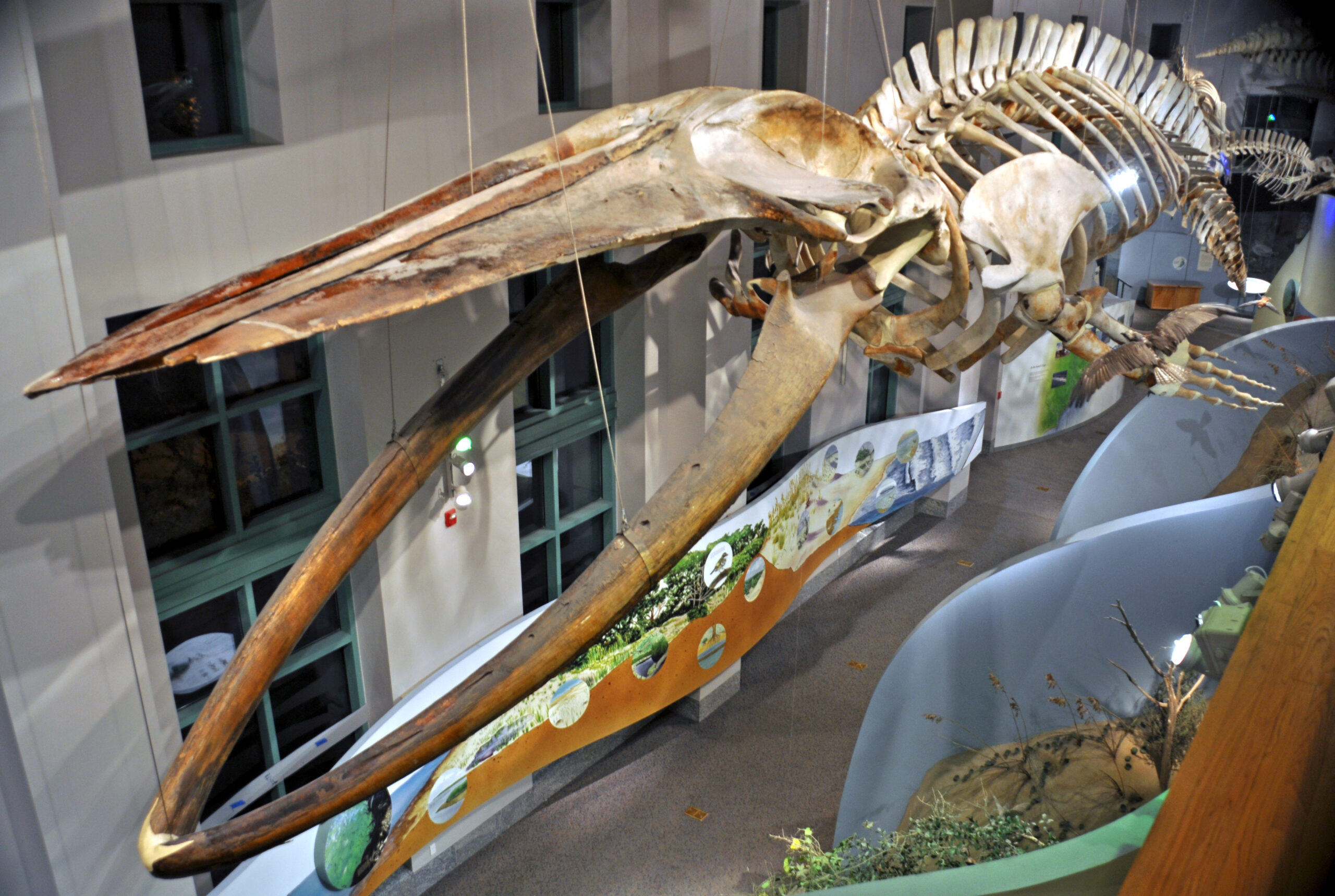 The Role of Bone Chemistry in Fish Habitation (image credits: wikimedia)
