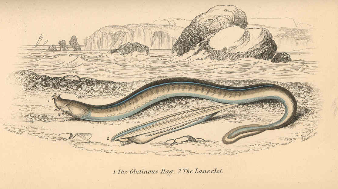 Hagfish: The Bone Tunnelers (image credits: wikimedia)