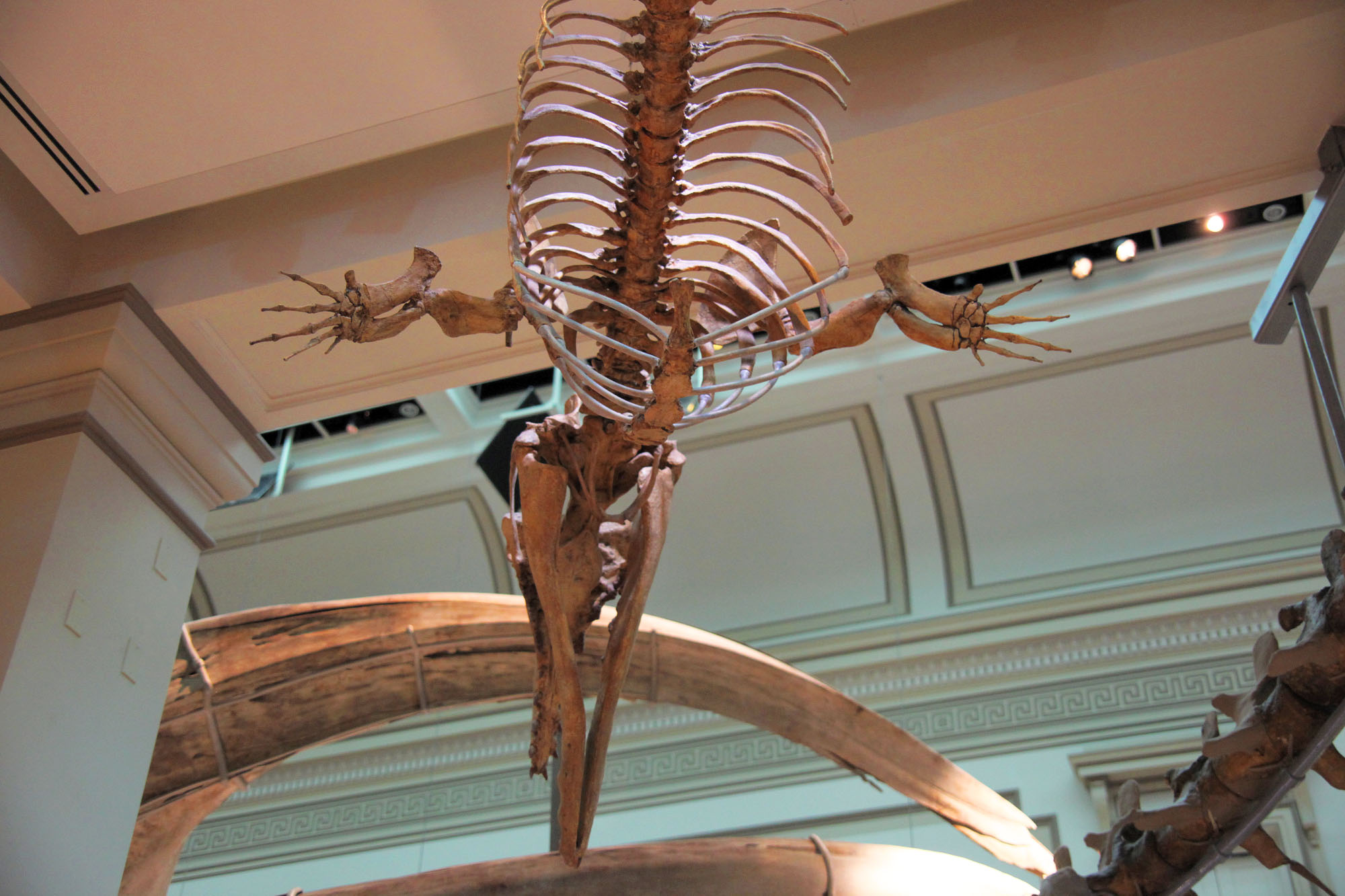 Reproductive Behavior in Bone Environments (image credits: wikimedia)