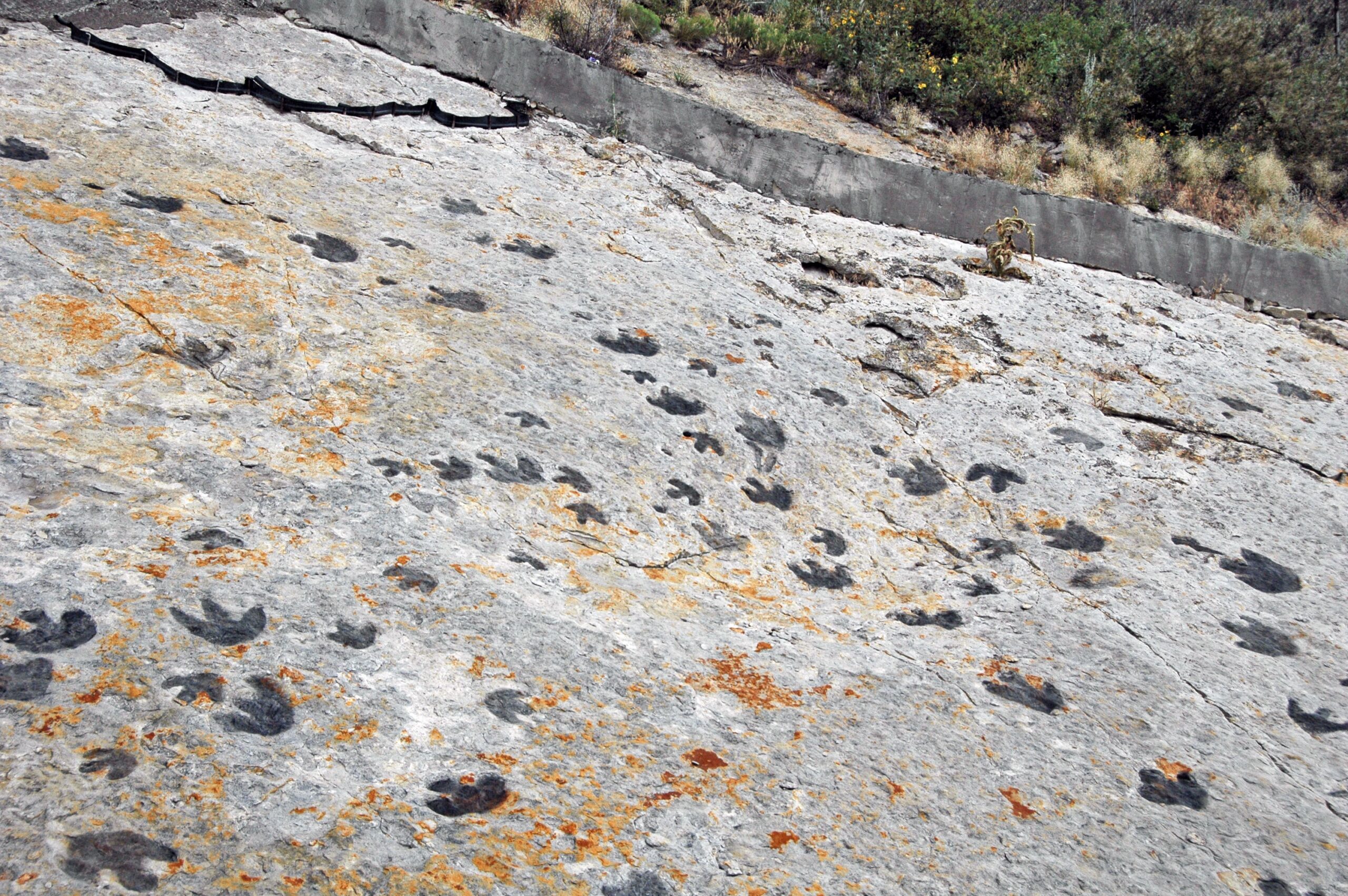 Coevolution Creates Complex Relationships (image credits: wikimedia)