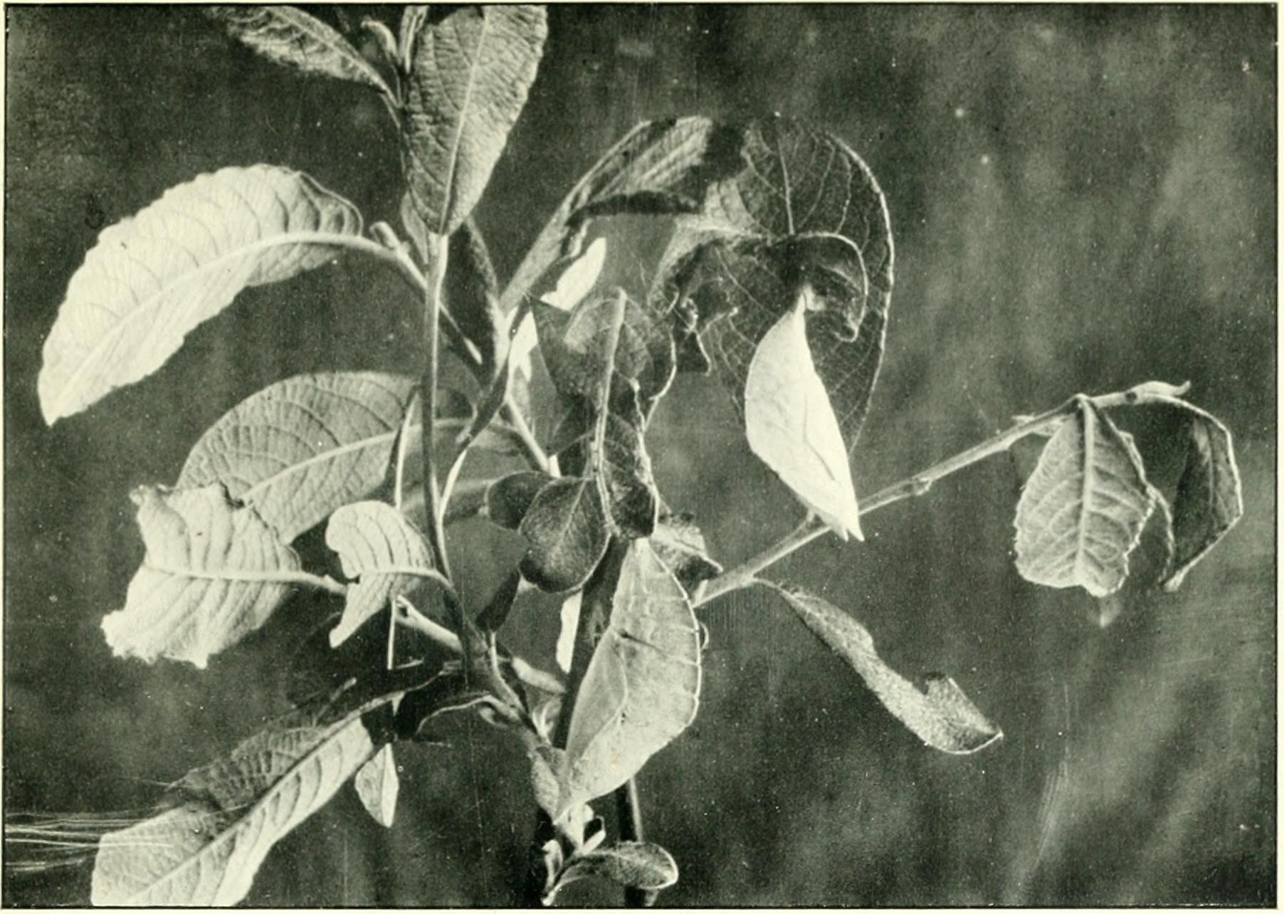 Insect Diversity Explodes Alongside Plants (image credits: wikimedia)