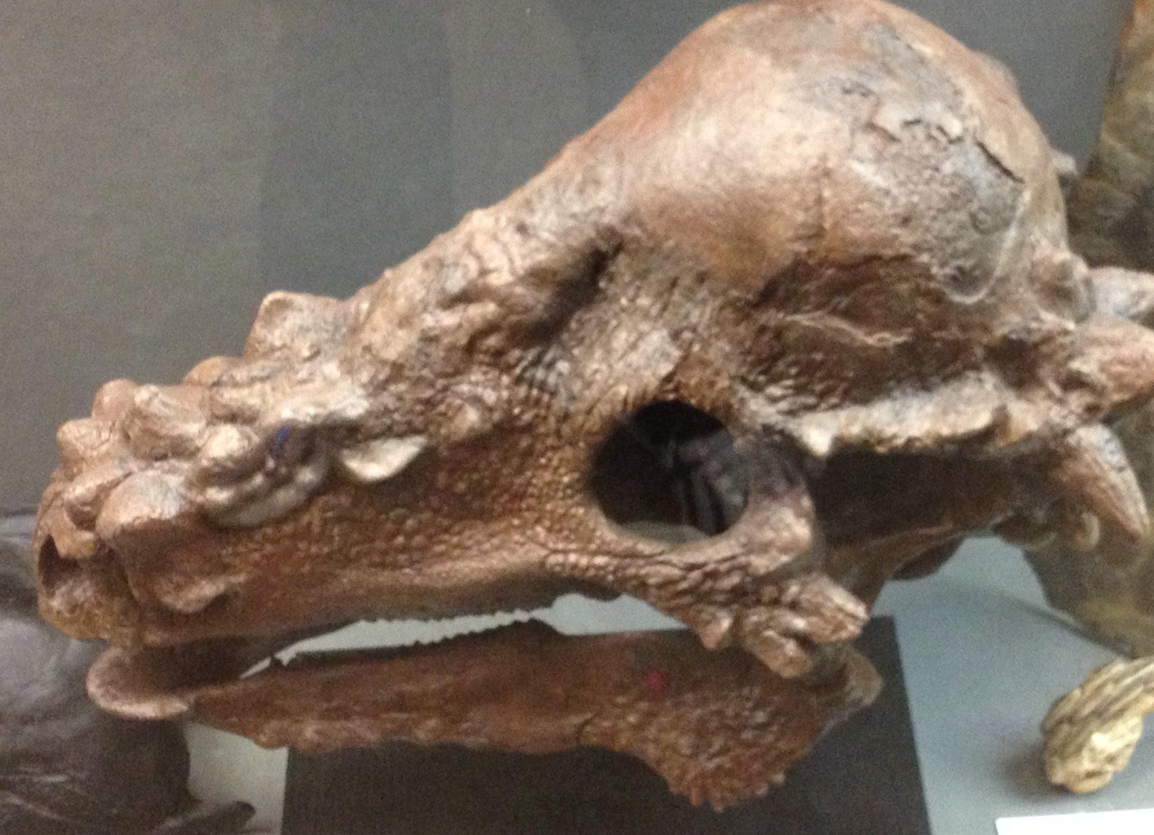Cold-Blooded Controversy (image credits: wikimedia)