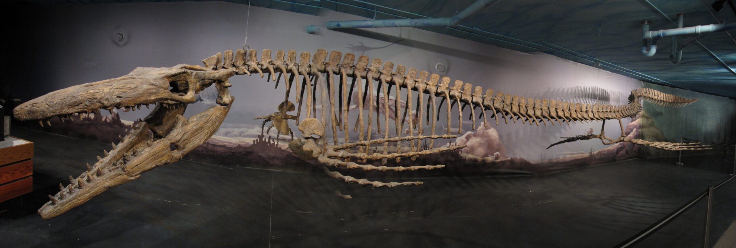 The Anatomy of a Sea Monster (image credits: wikimedia)