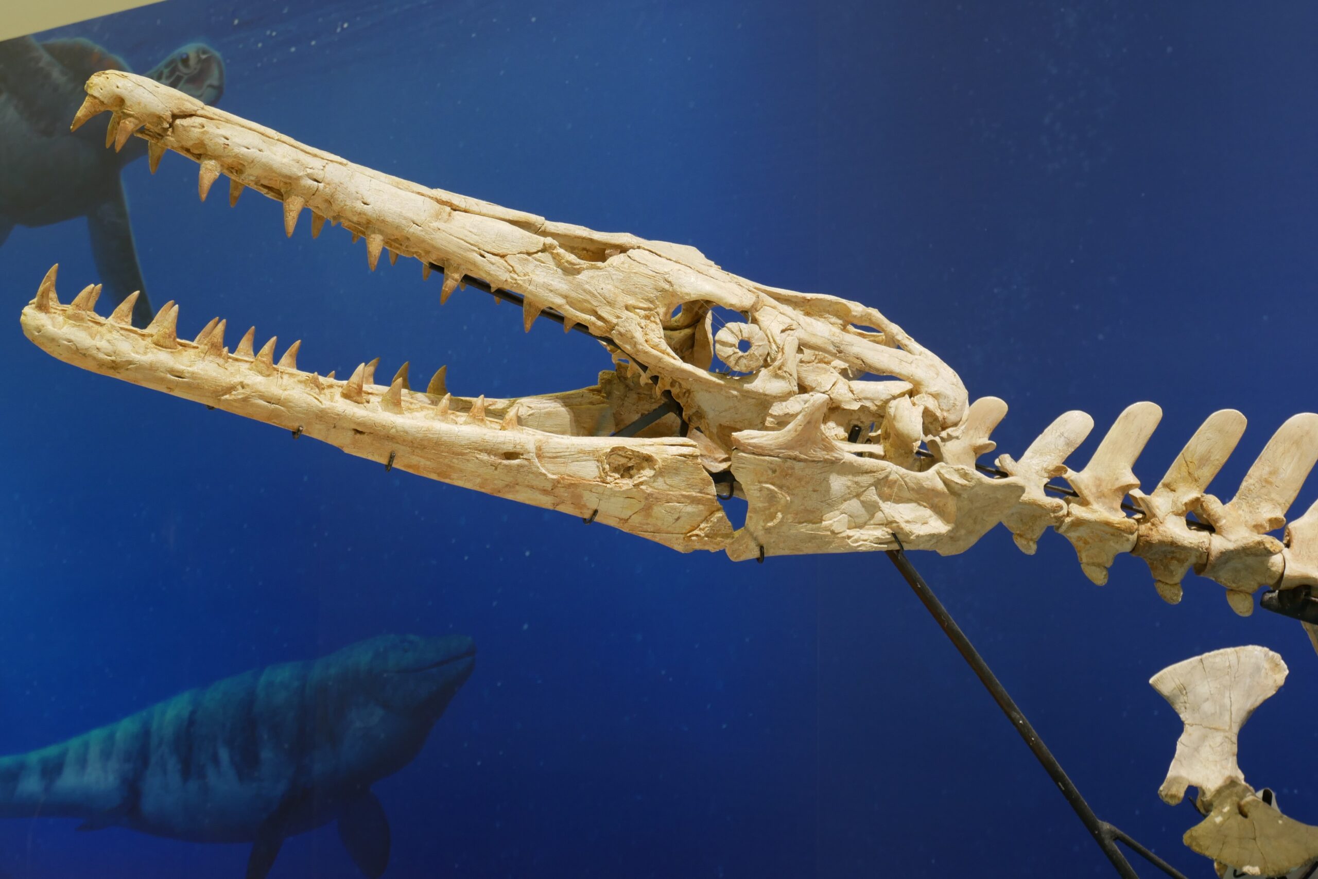 Masters of Ancient Oceans (image credits: wikimedia)