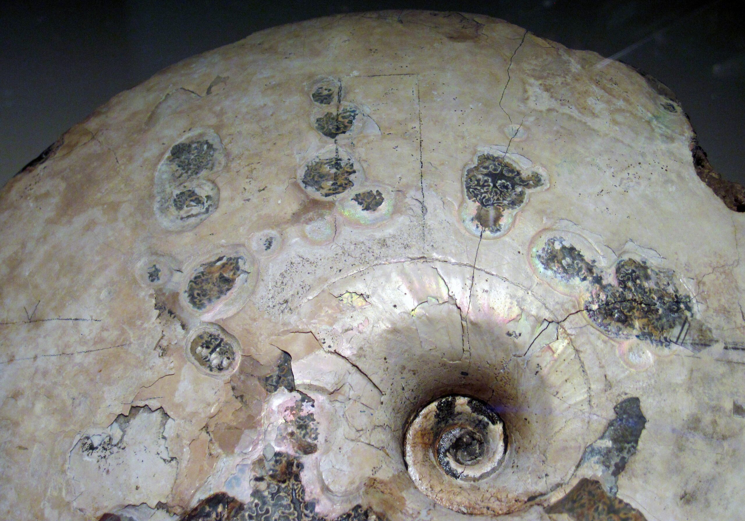 The Diversity Explosion (image credits: wikimedia)