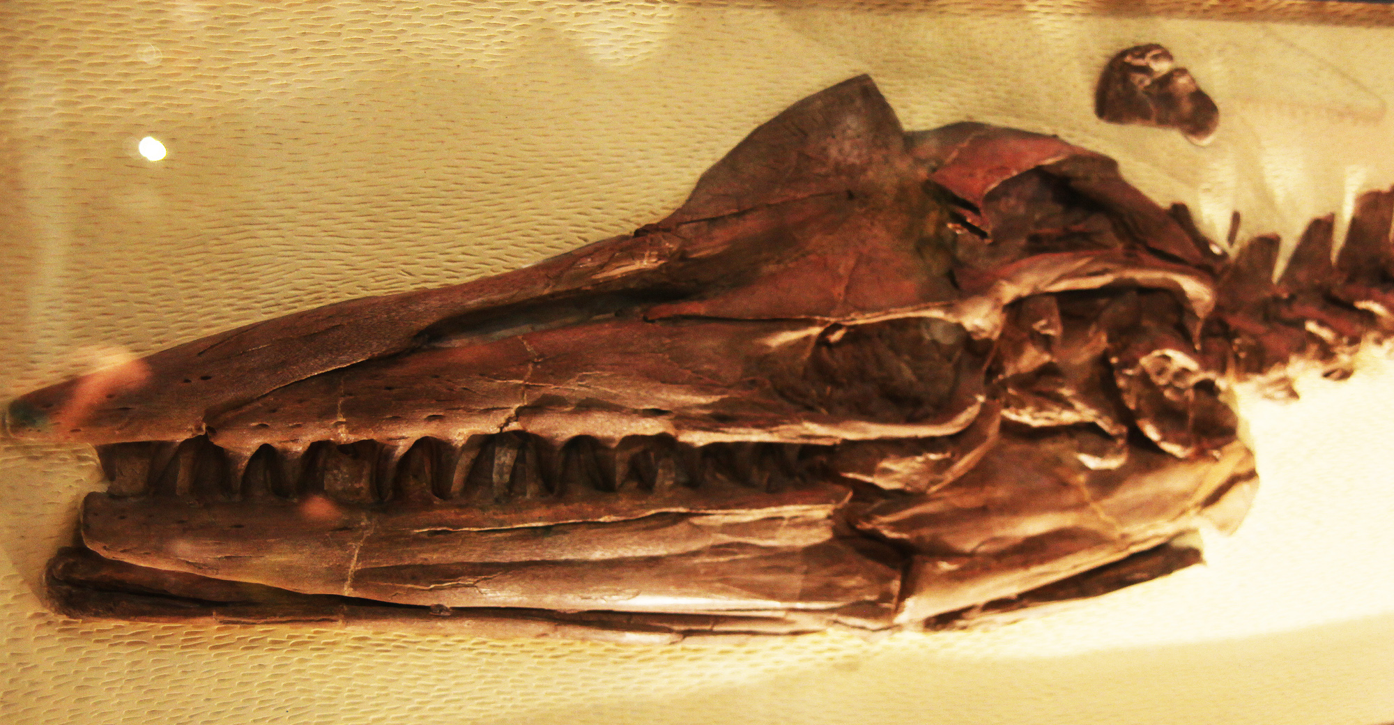 Life in the Cretaceous Seas (image credits: wikimedia)
