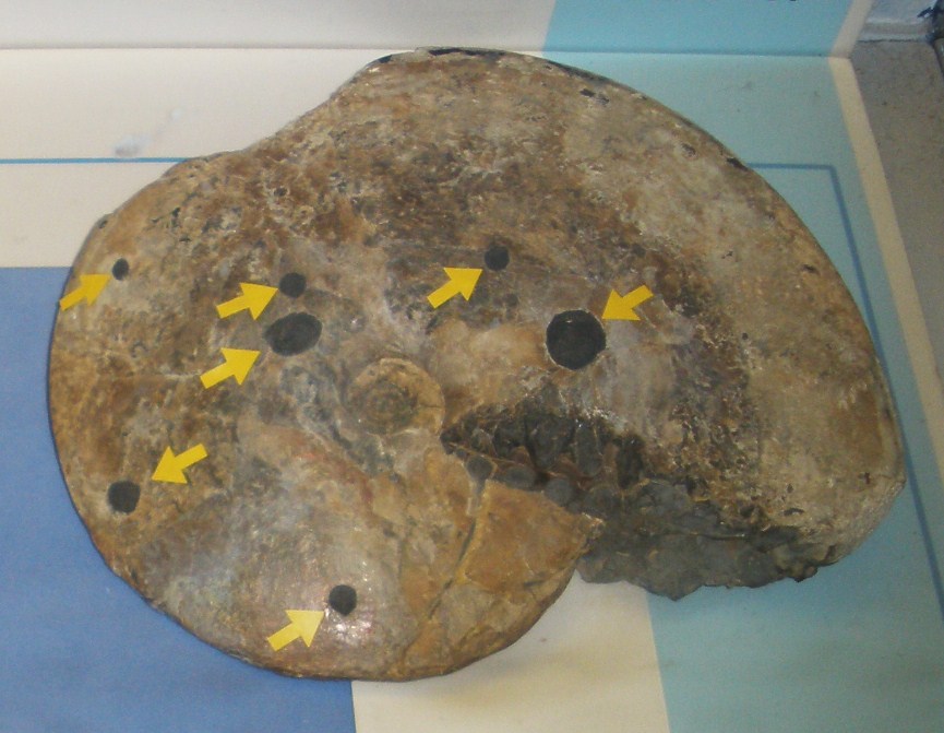 What the Fossils Tell Us (image credits: wikimedia)