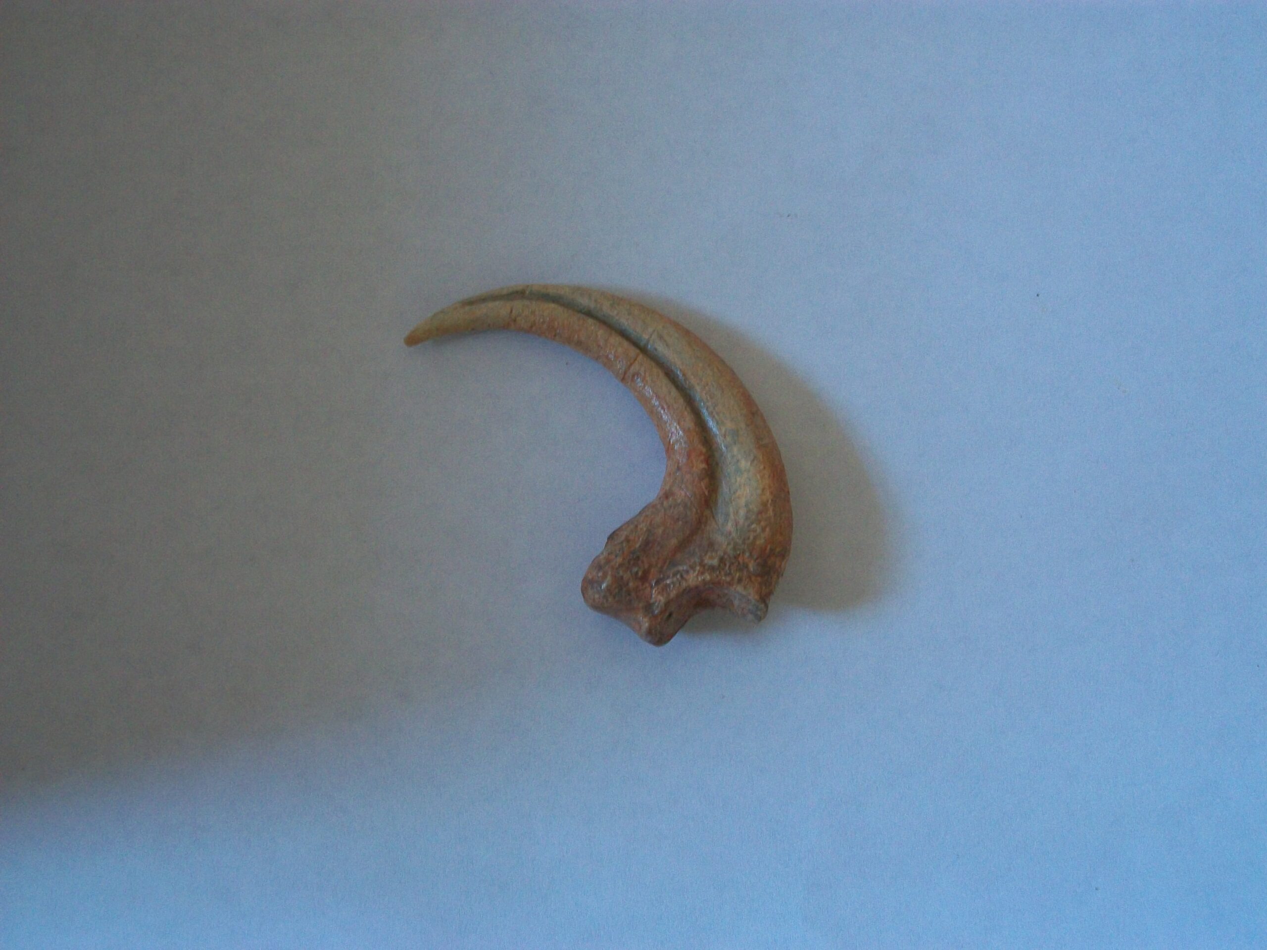 The Killing Claw: Nature's Perfect Weapon (image credits: wikimedia)