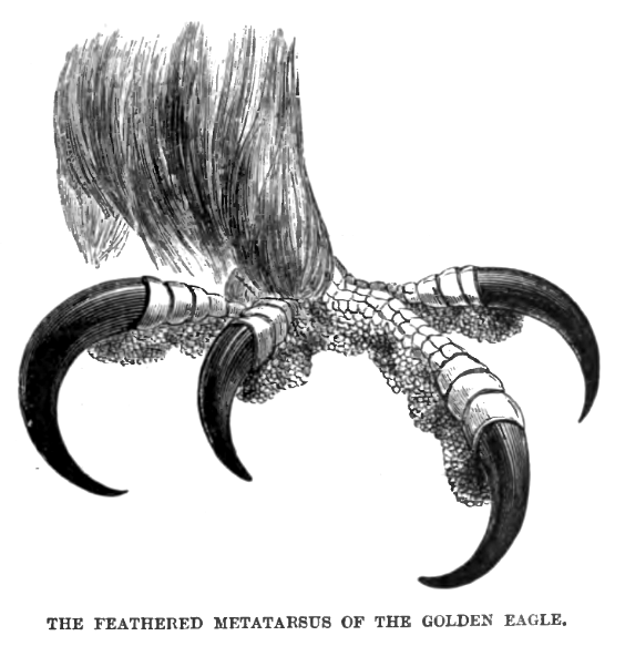Grasping Hands: Tools of Destruction (image credits: wikimedia)