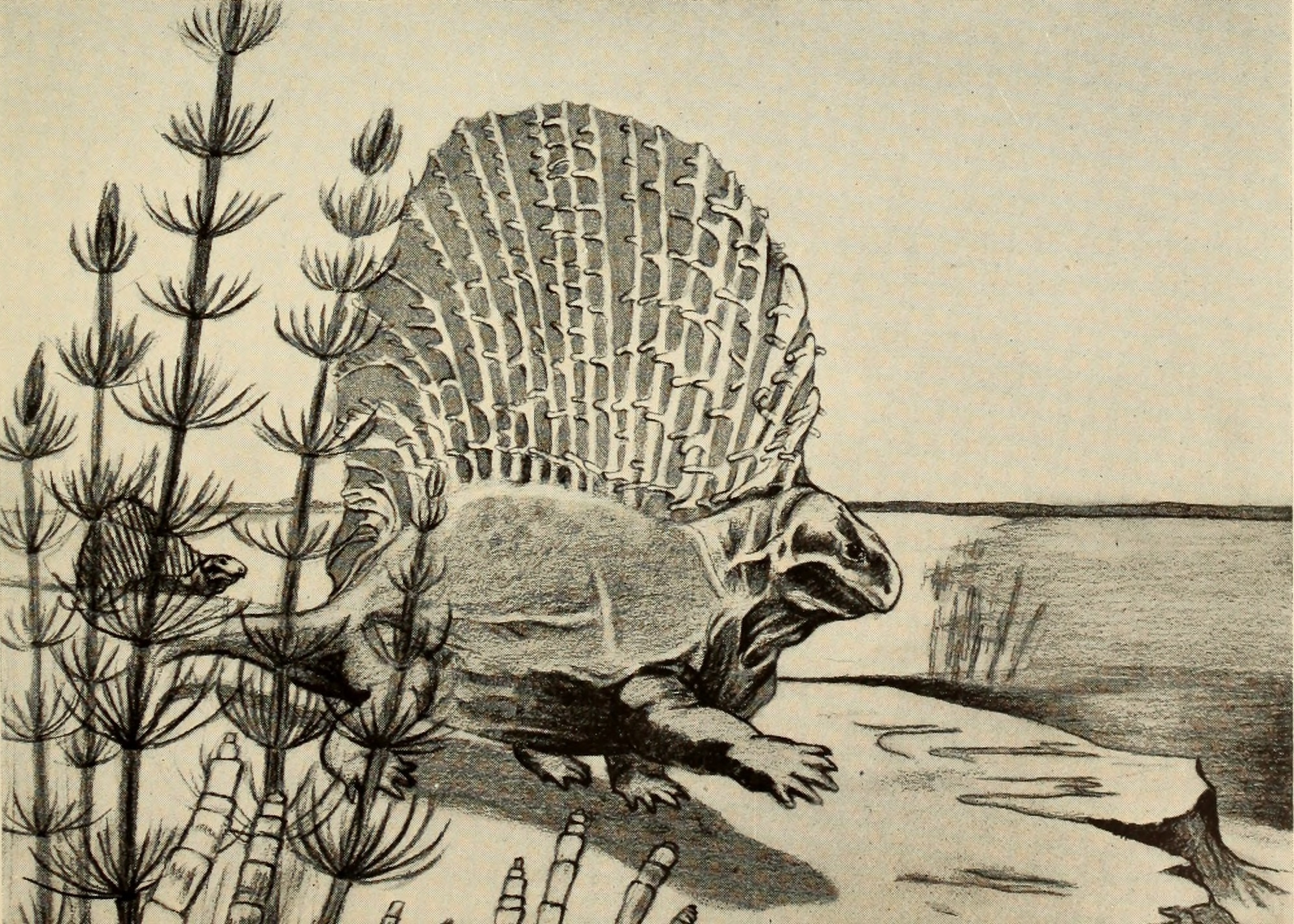 The Sail-Backed Riddle of Dimetrodon (image credits: wikimedia)