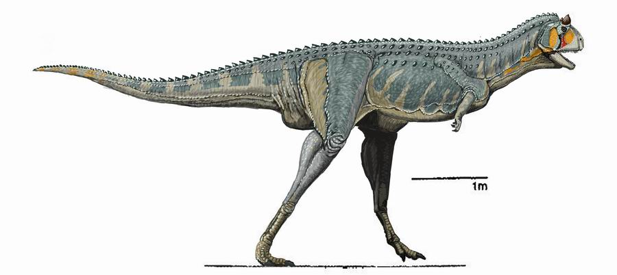 Carnotaurus: The Horned Demon of South America (image credits: wikimedia)