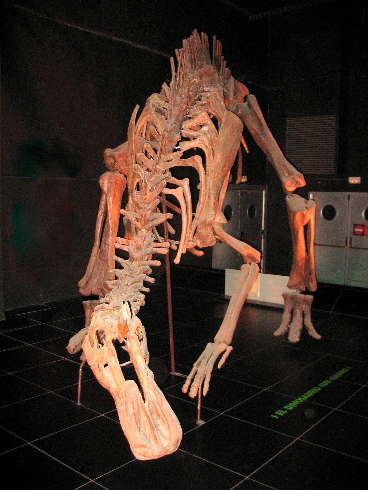 The Bizarre Headgear of Tsintaosaurus (image credits: wikimedia)