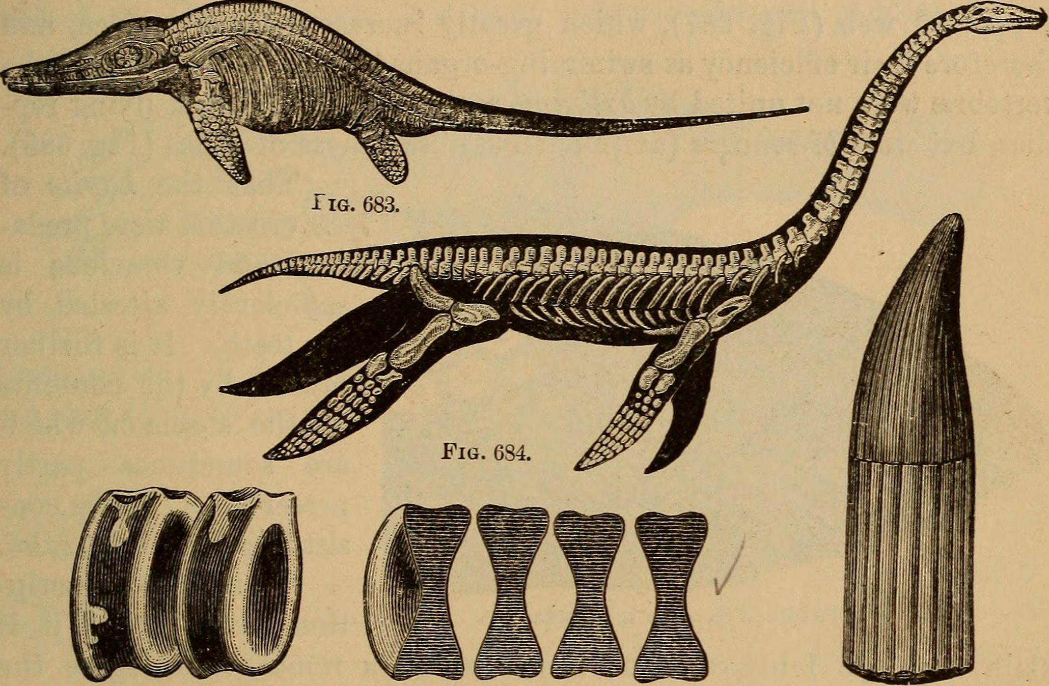 The Wing Membrane Mystery of Pterosaurs (image credits: wikimedia)