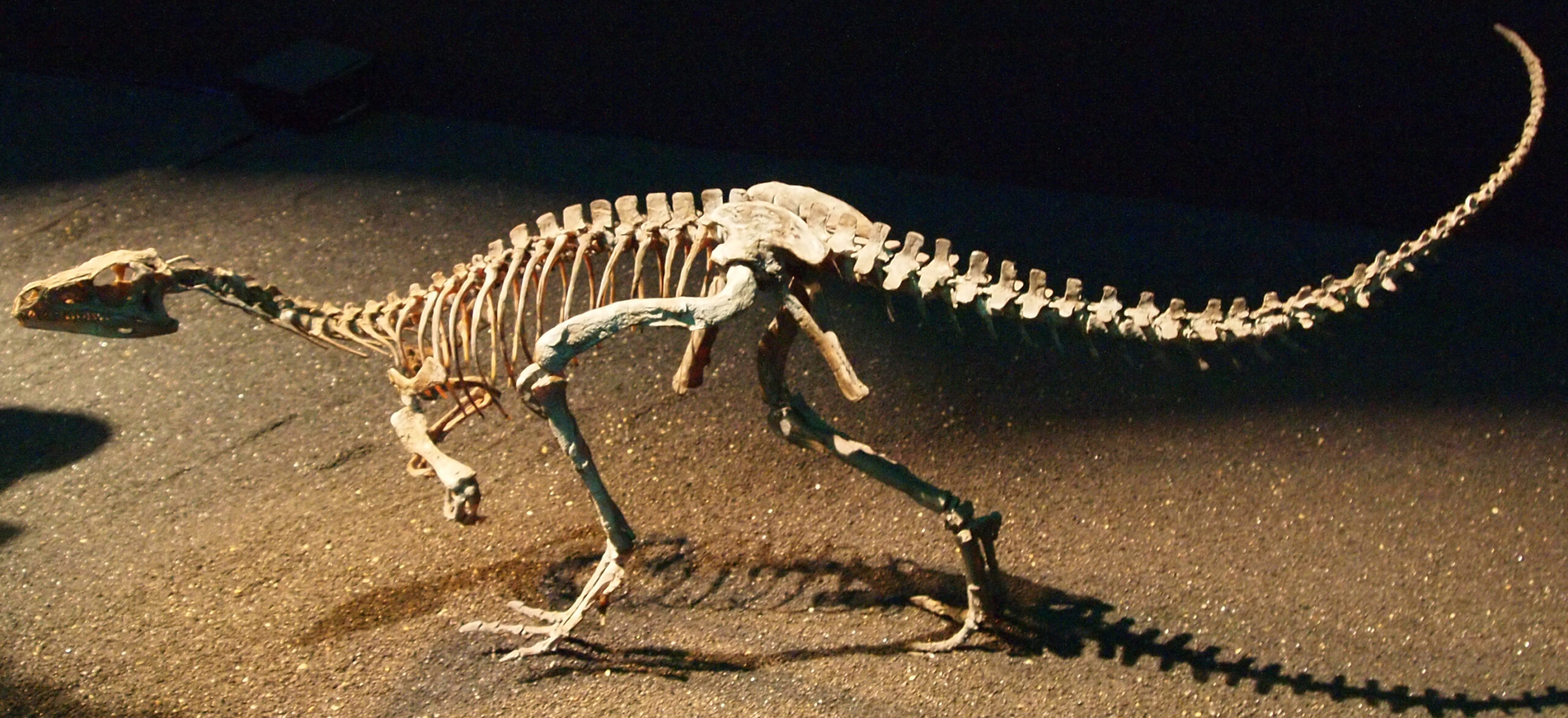 Meet Eoraptor: The Original Speed Demon (image credits: wikimedia)