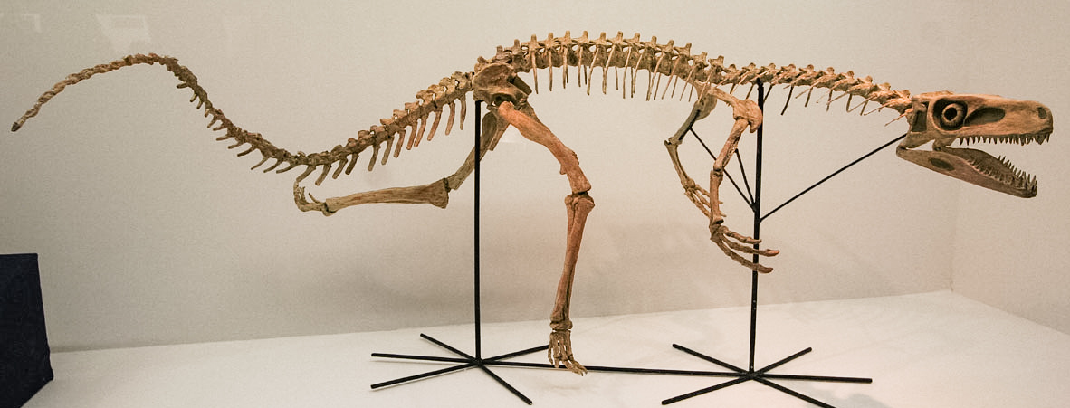 Staurikosaurus: The Mysterious Runner (image credits: wikimedia)