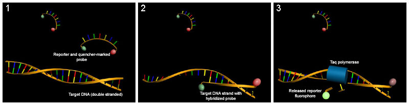 The Molecular Clock of DNA Decay (image credits: wikimedia)