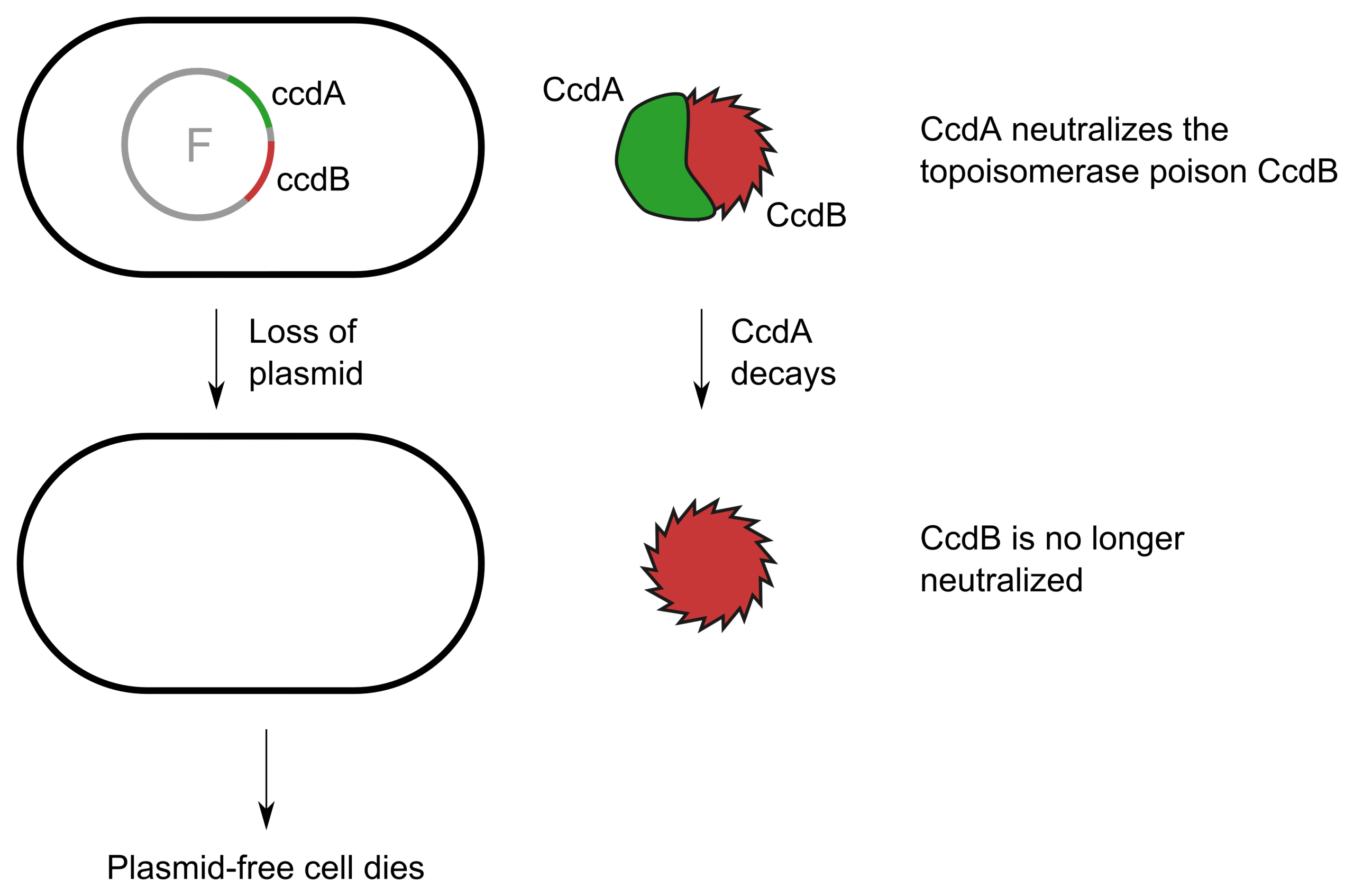 Water: The Silent Killer of Ancient Genes (image credits: wikimedia)