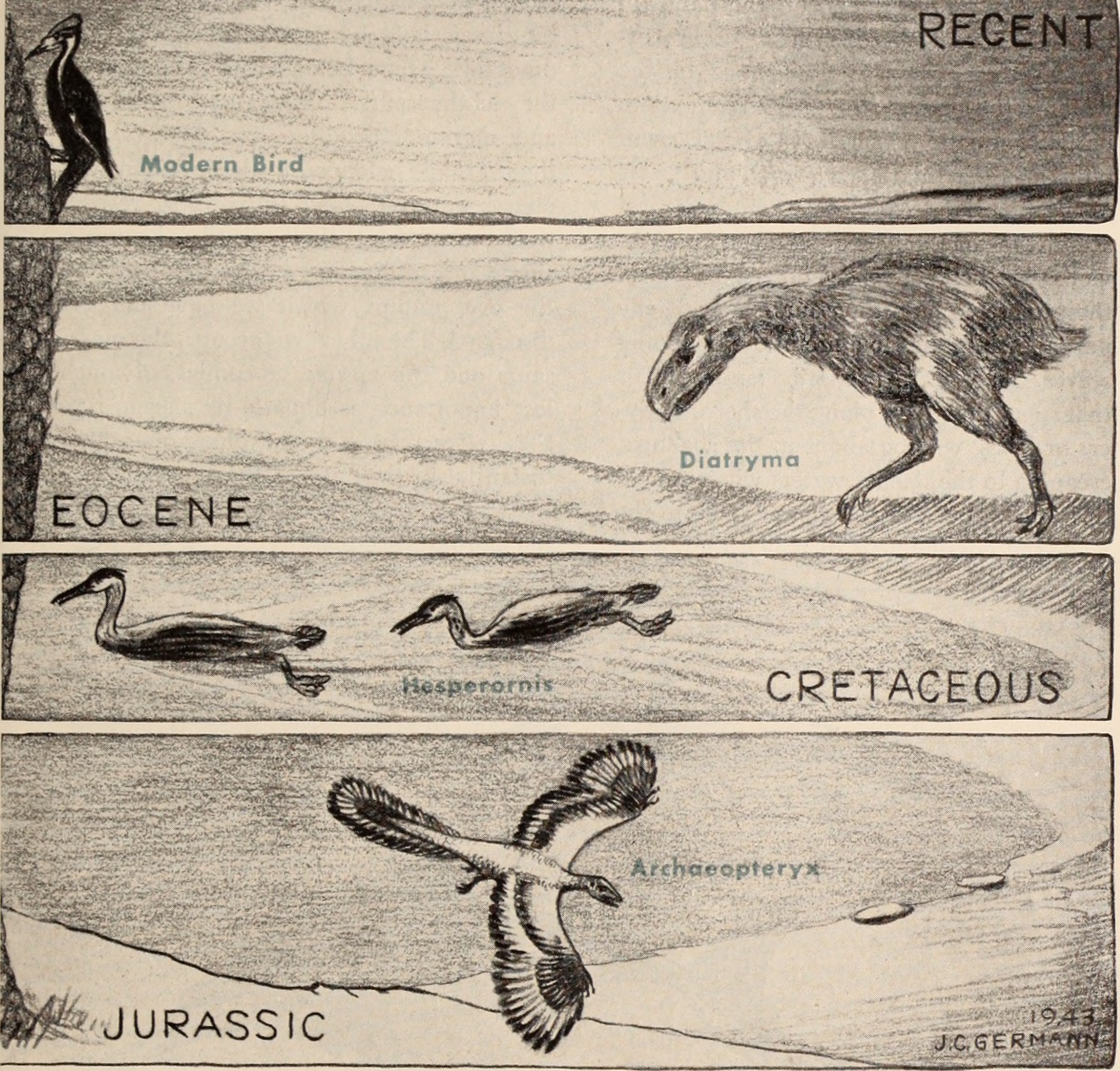 The Role of Evolutionary Distance (image credits: wikimedia)