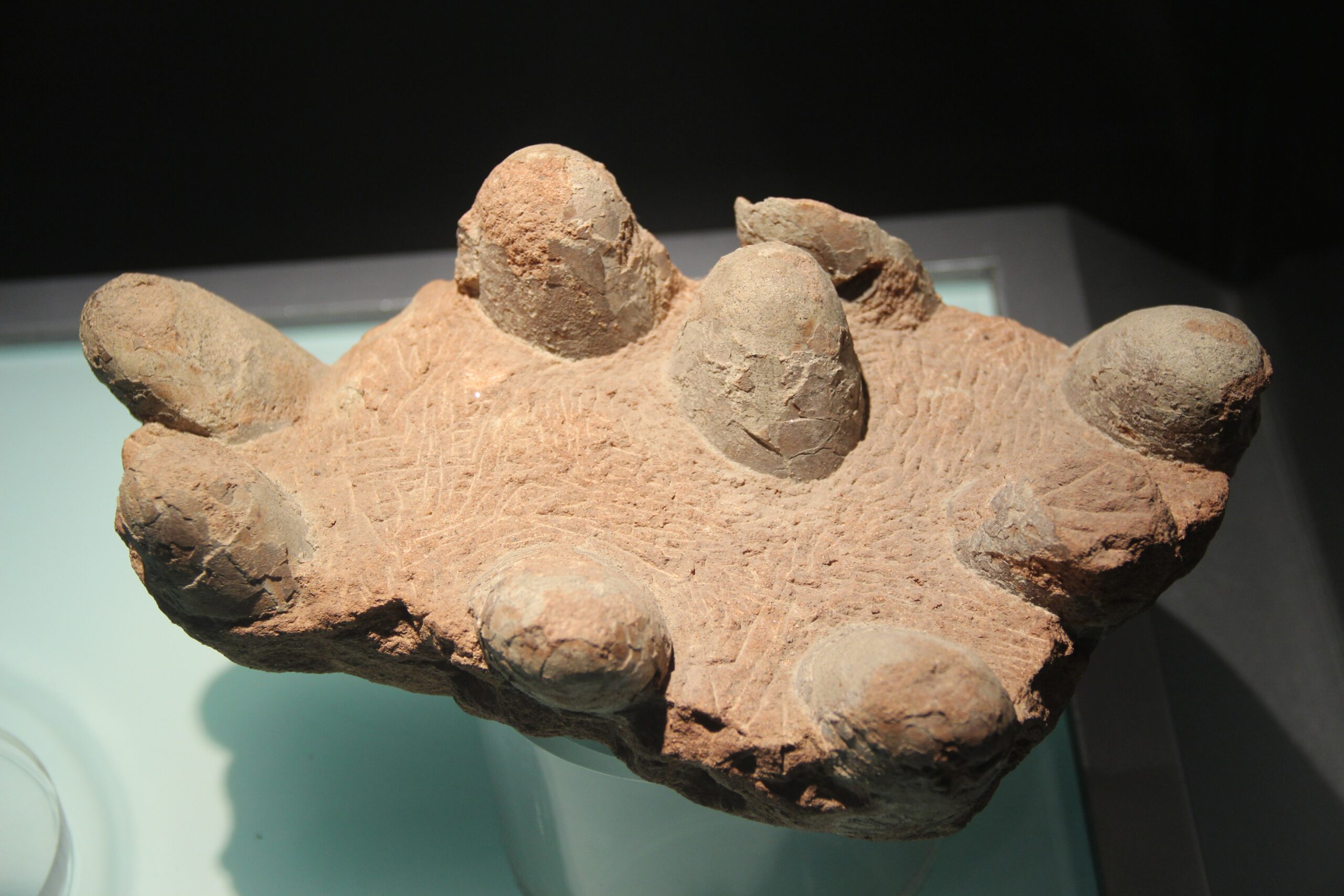 Reproductive Advantage (image credits: wikimedia)
