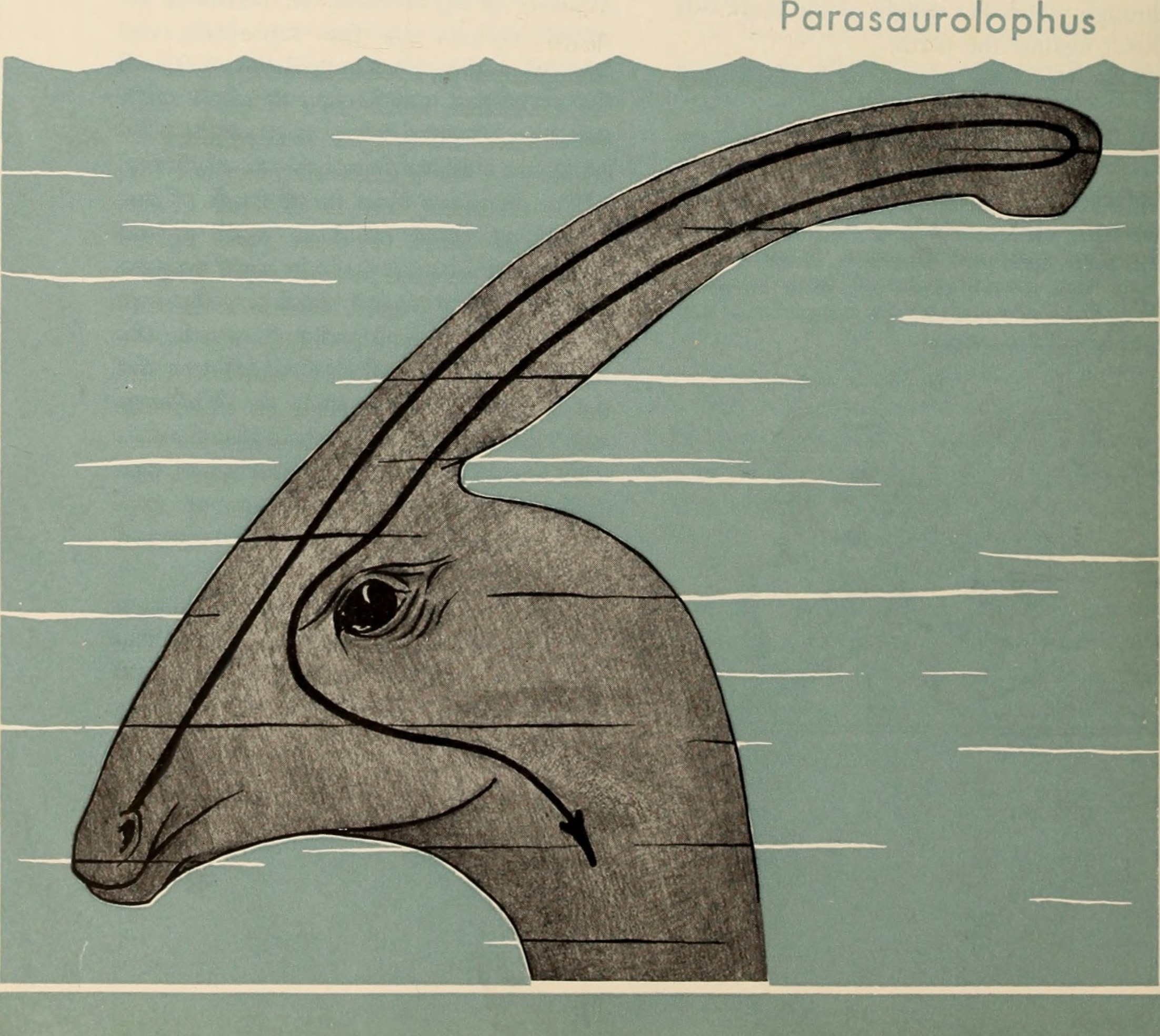 The Balloon-Necked Wonder: Parasaurolophus and Its Musical Mystery (image credits: wikimedia)