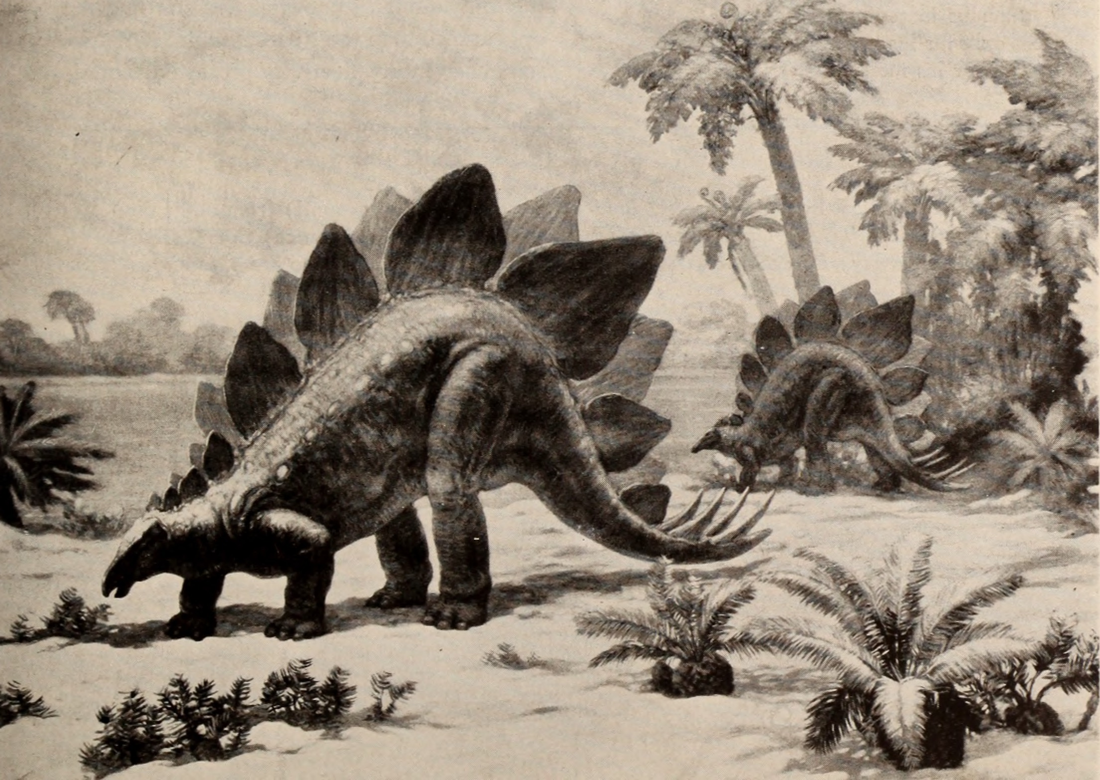 The Walking Cactus: Ampelosaurus's Mysterious Armor (image credits: wikimedia)