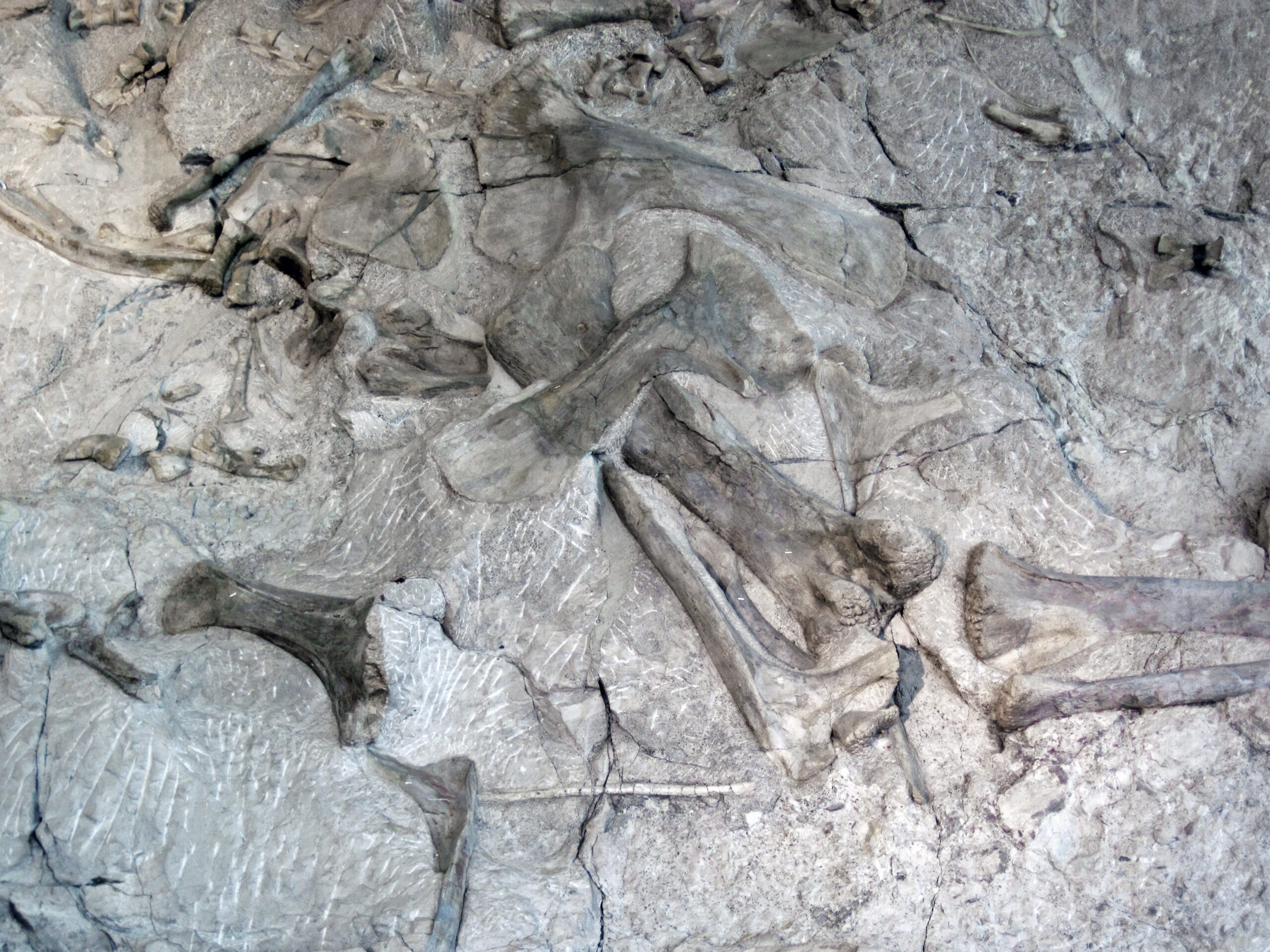 Dietary Mysteries: Not All Early Dinosaurs Were Carnivores (image credits: wikimedia)