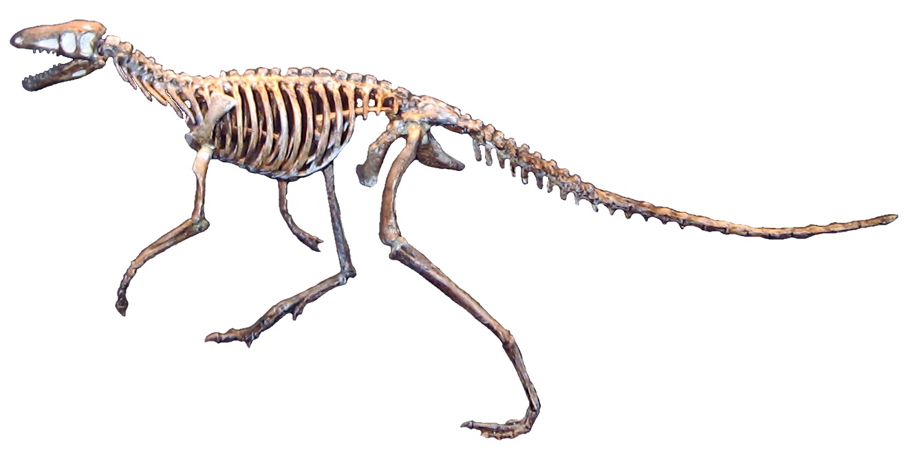 The Missing Link: Connecting Dinosaurs to Their Archosaur Ancestors (image credits: wikimedia)