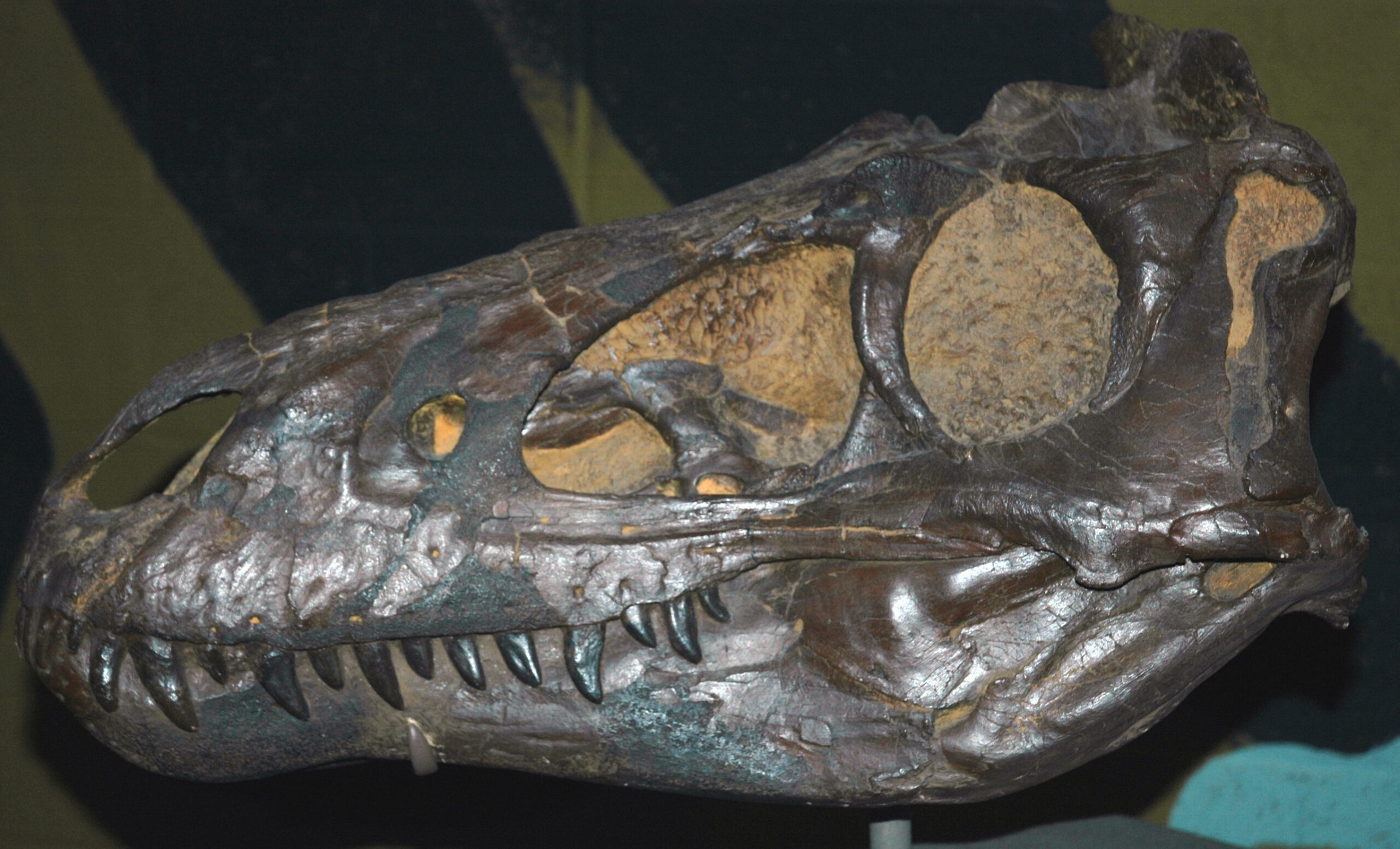 Survival of the Fittest: Competition in a Dangerous World (image credits: wikimedia)