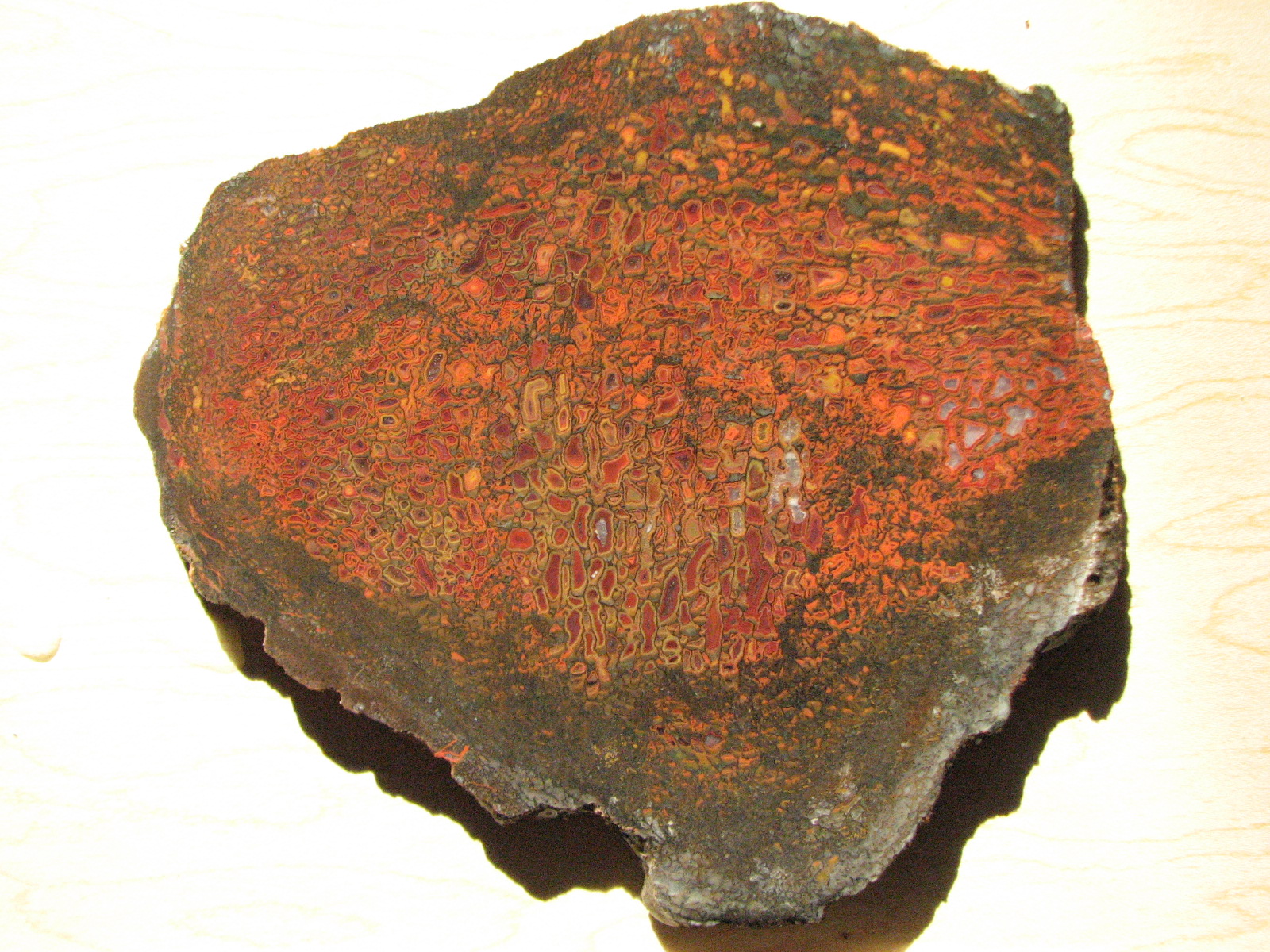 The Jurassic Jewelry Revolution (image credits: wikimedia)