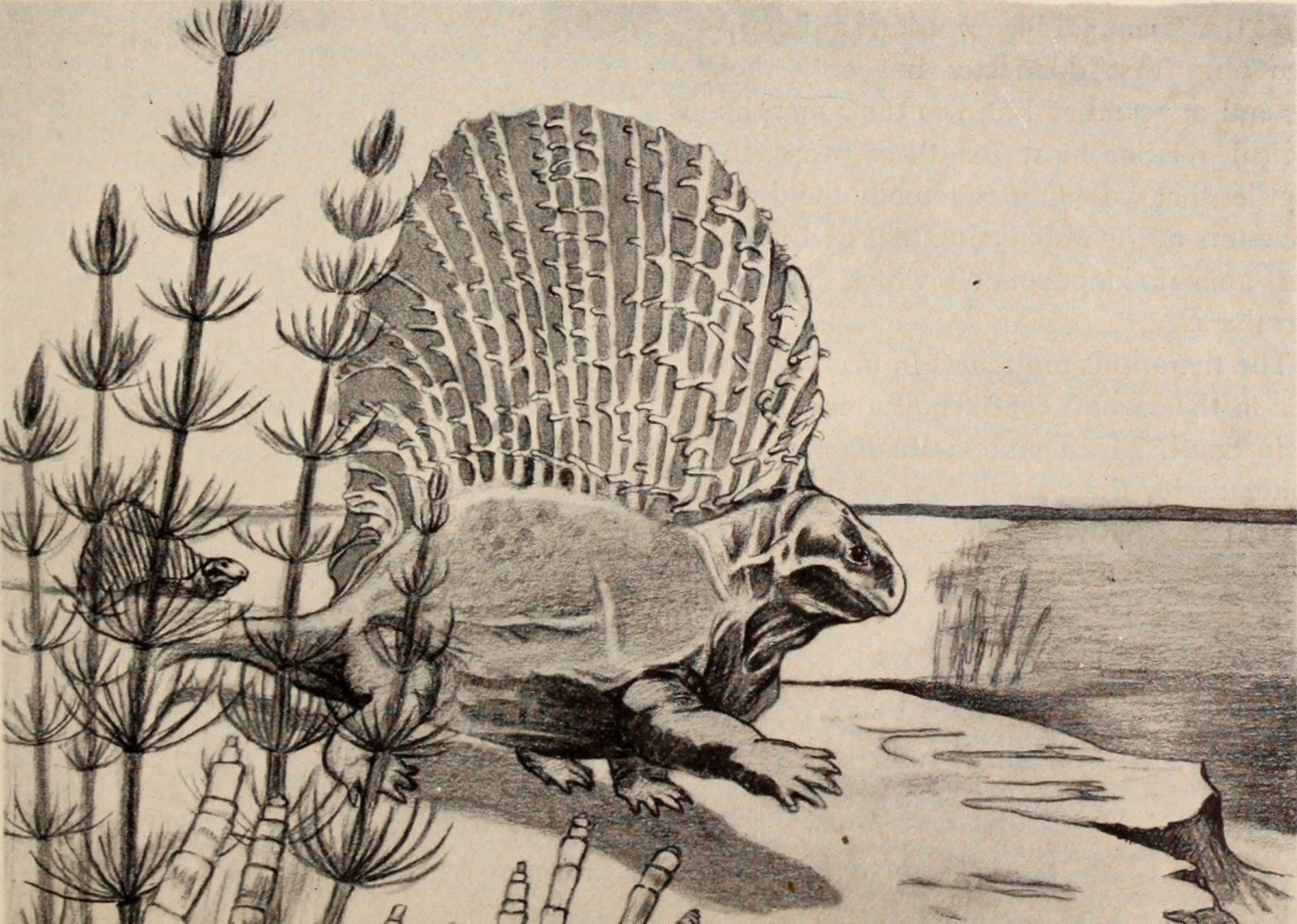 Couture Creatures: Custom Dinosaur Fashion (image credits: wikimedia)