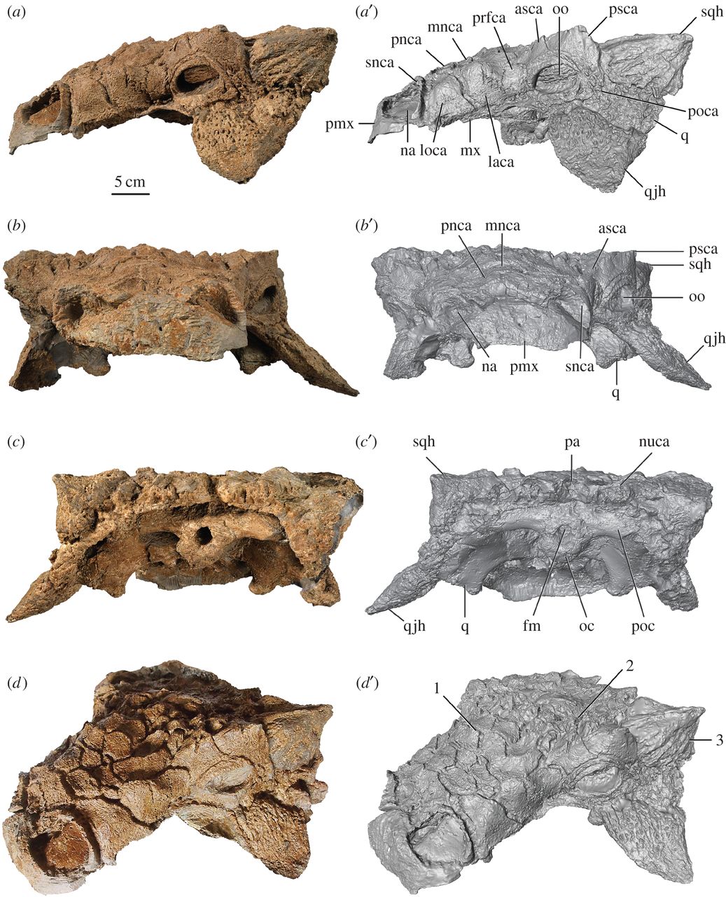 The Flower-Powered Ceratopsians: Nature's First Florists (image credits: wikimedia)
