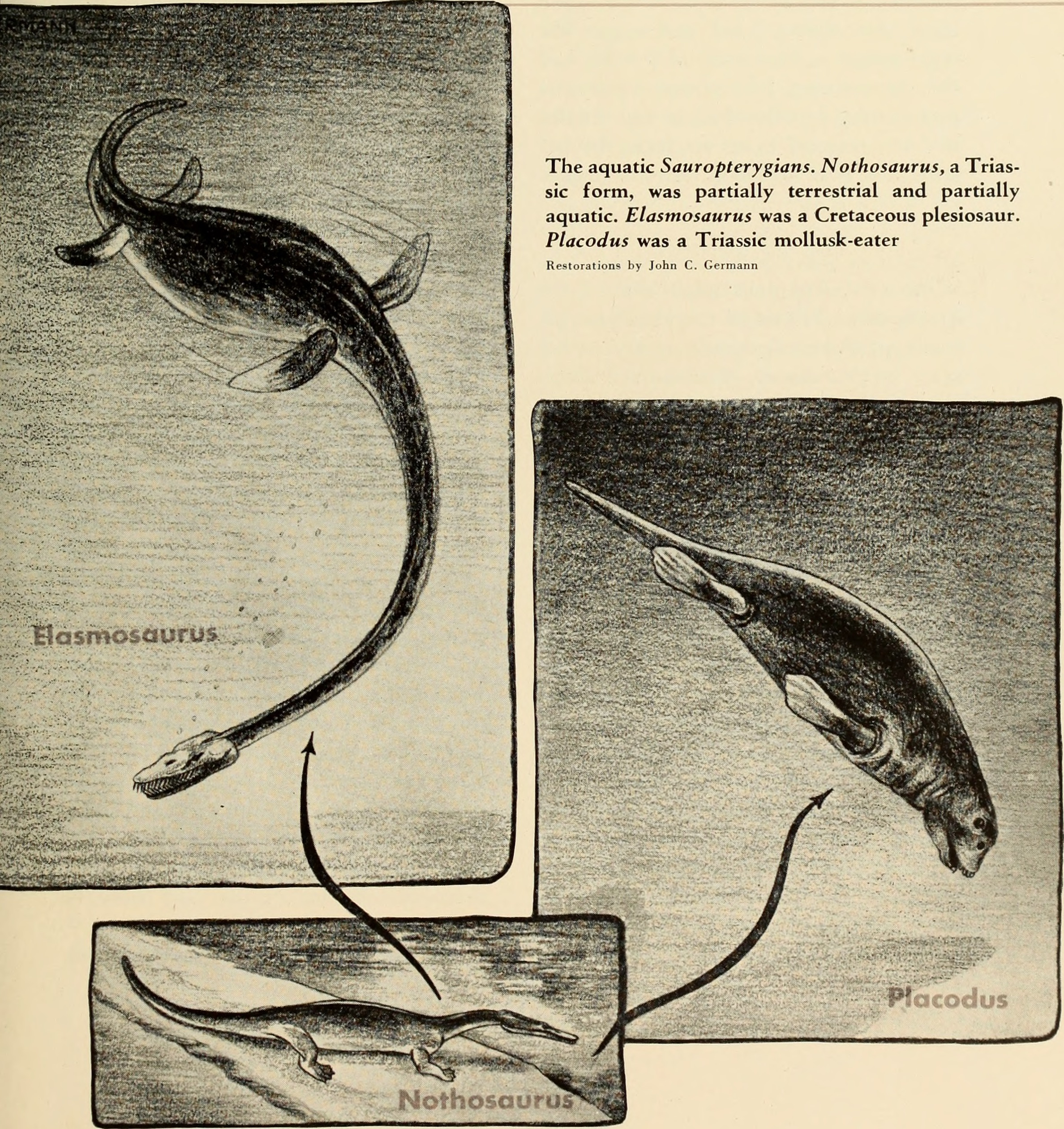 Body Heat Factories: The Warm-Blooded Debate (image credits: wikimedia)