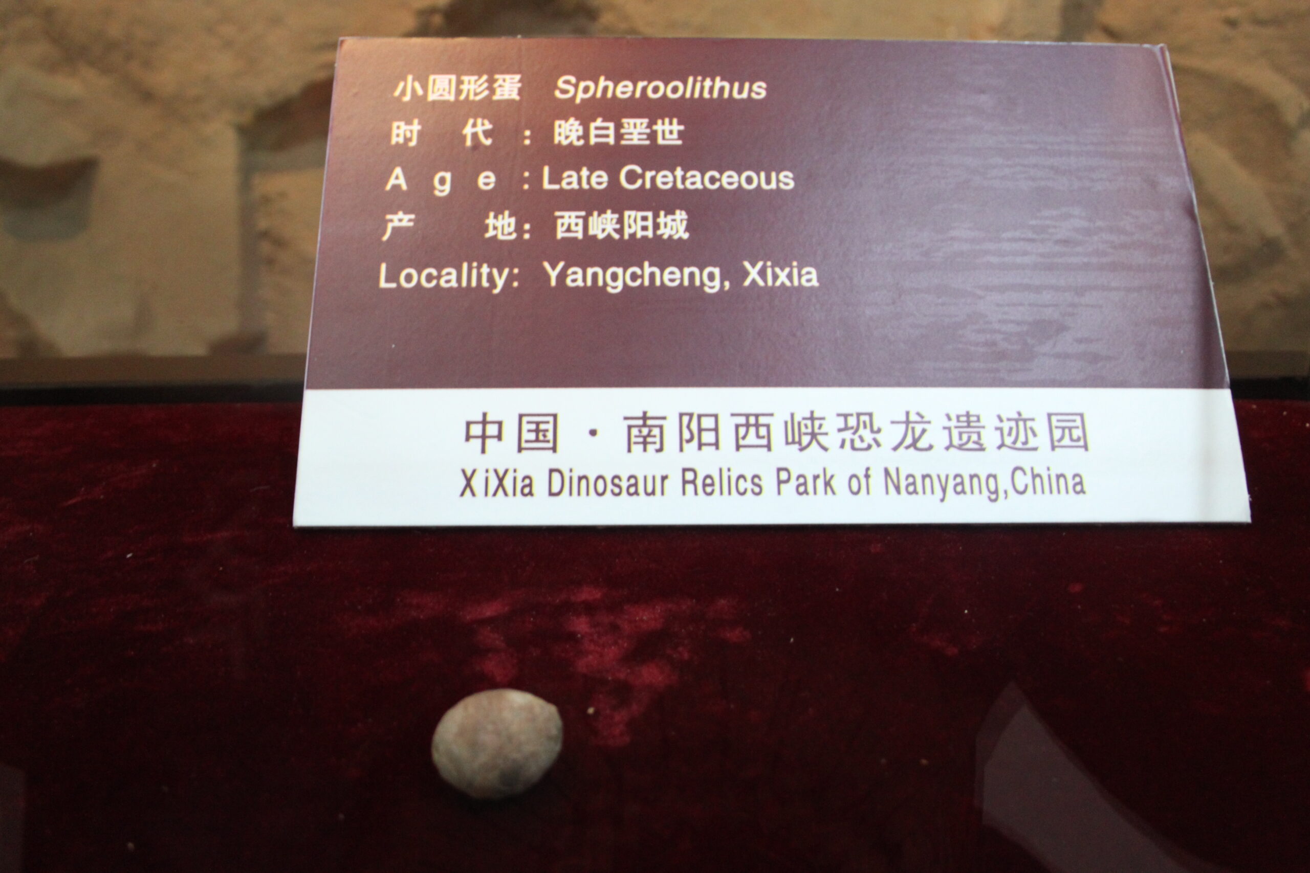 Rapid Reproduction and Growth Rates (image credits: wikimedia)