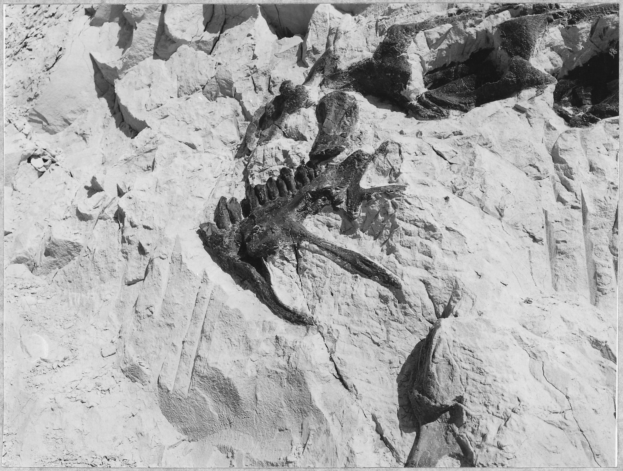 Flexible Reproductive Strategies (image credits: wikimedia)