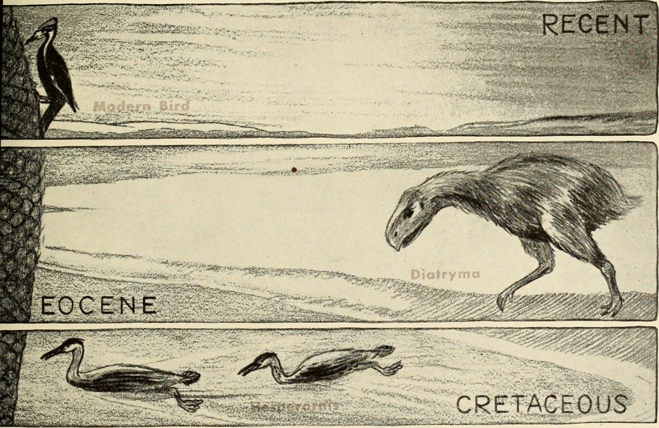 The Legacy of Dominance (image credits: wikimedia)