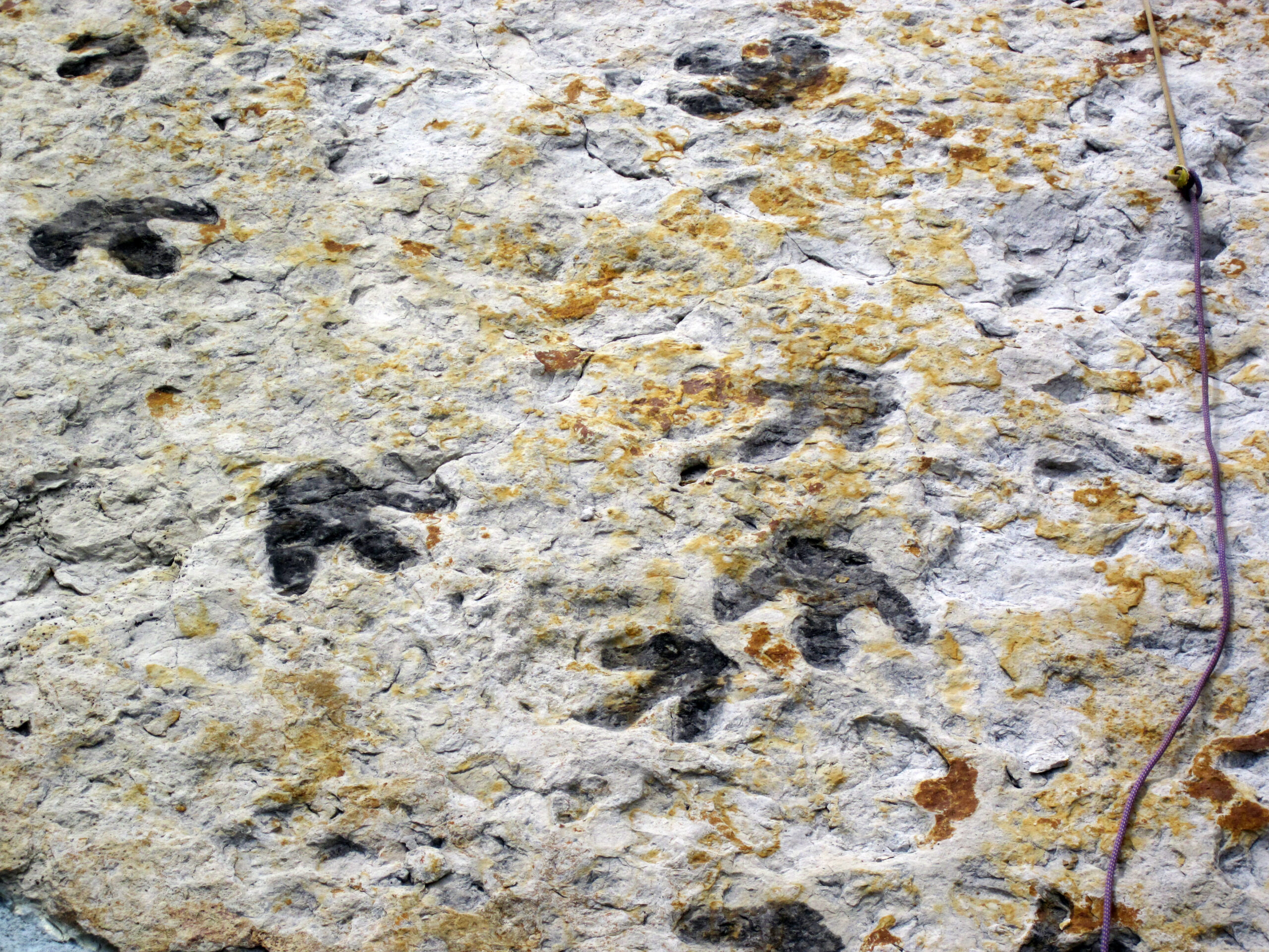The Dawn of Giants in Miniature (image credits: wikimedia)