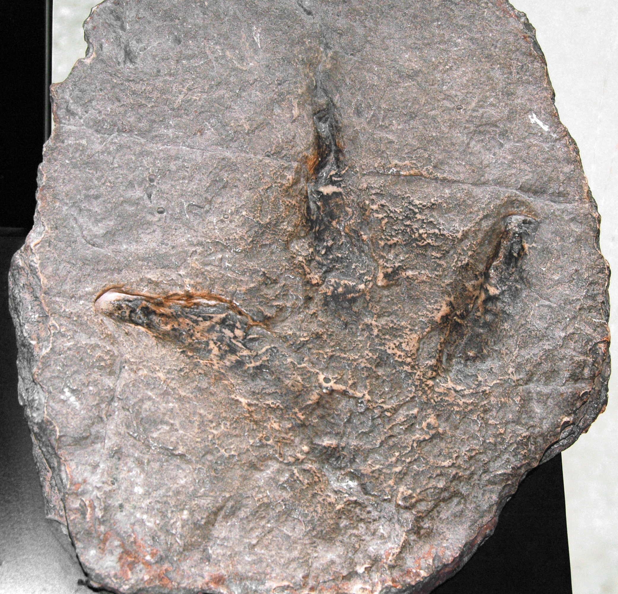 The Art of Preservation (image credits: wikimedia)
