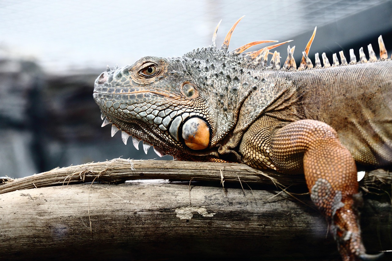 When Reptiles Ruled the Recovery (image credits: pixabay)