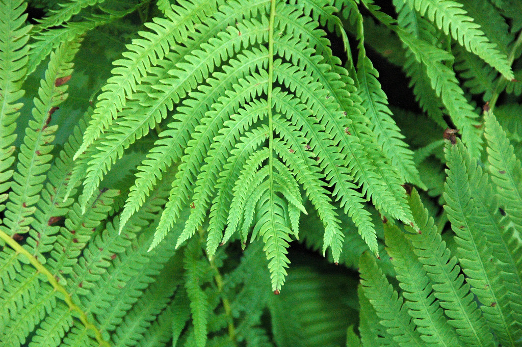 The Plant Kingdom's Comeback Story (image credits: flickr)