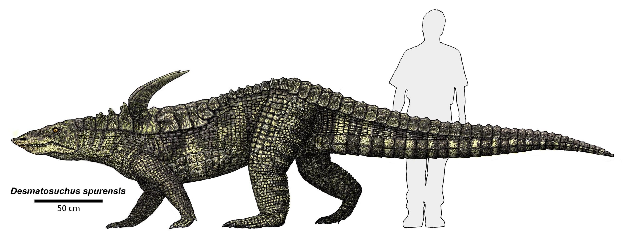 The Triassic Takeover Begins (image credits: Desmatosuchus spurensis
Uploaded by FunkMonk, Public domain, https://commons.wikimedia.org/w/index.php?curid=25181948)