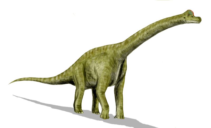 Legacy of the Gentle Giants (image credits: wikimedia)