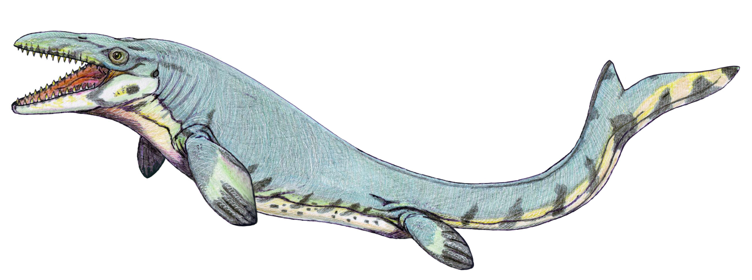Mosasaurus: The Ocean's Ultimate Predator (image credits: dmitrchel@mail.ru, CC BY 3.0, https://commons.wikimedia.org/w/index.php?curid=4337575)